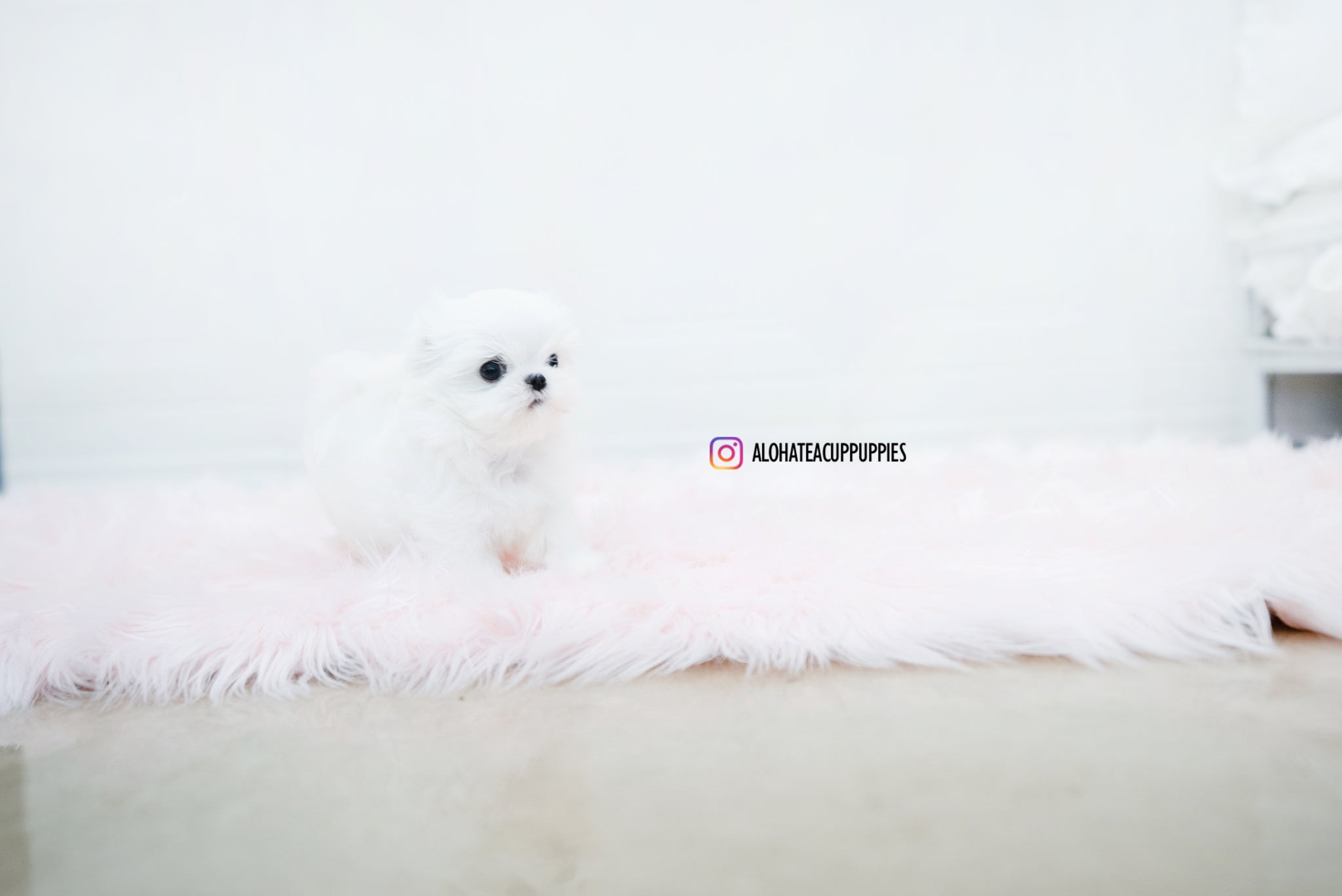 Noah [TEACUP MALTESE]