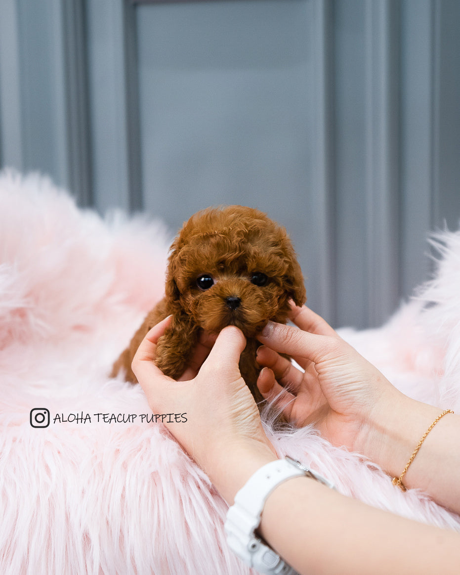 Barbie [TEACUP POODLE]
