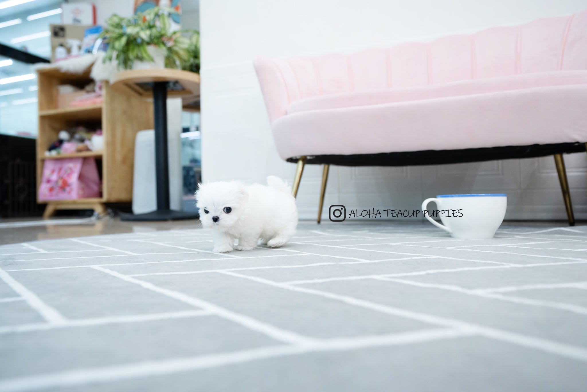 Tayo [TEACUP MALTESE]