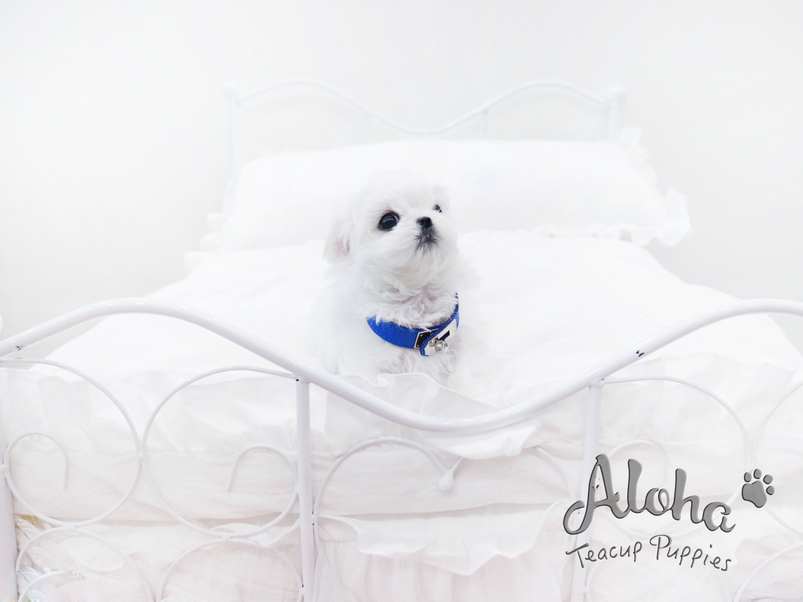 MARSHMALLOW [TEACUP MALTESE]