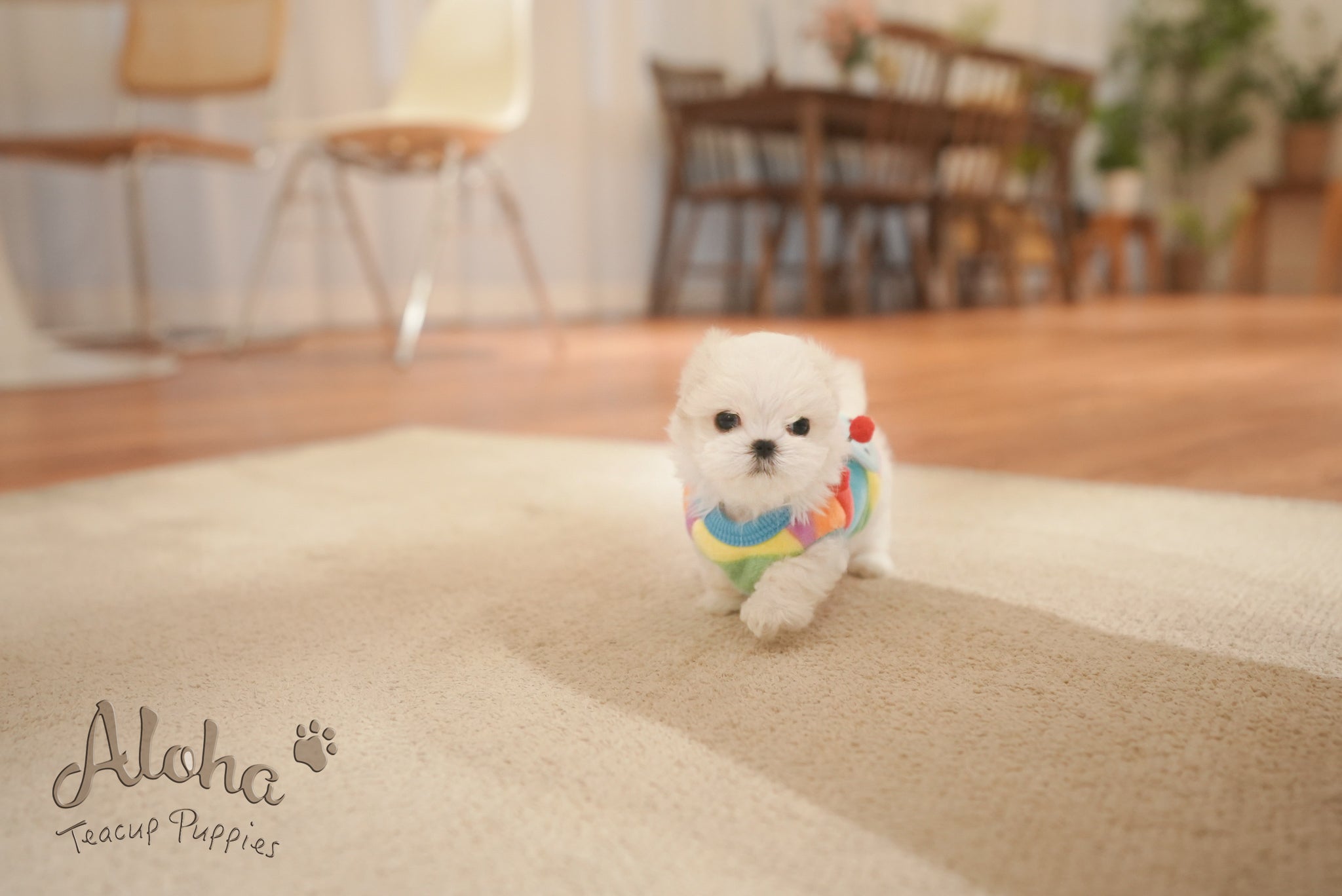 Snow [TEACUP MALTESE]