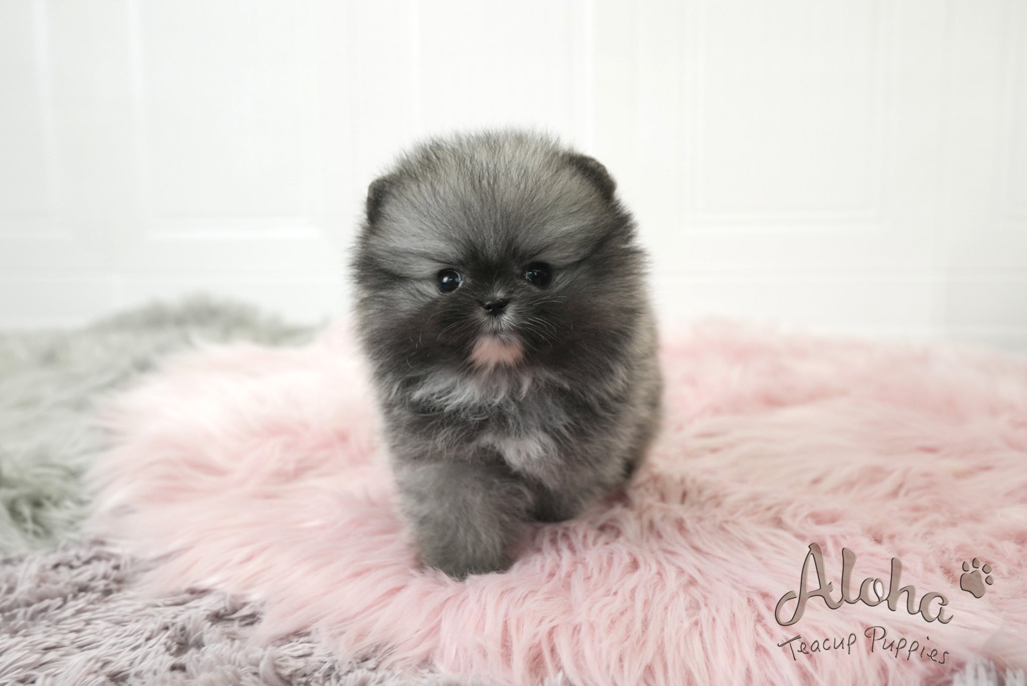 Nero [TEACUP POMERANIAN]