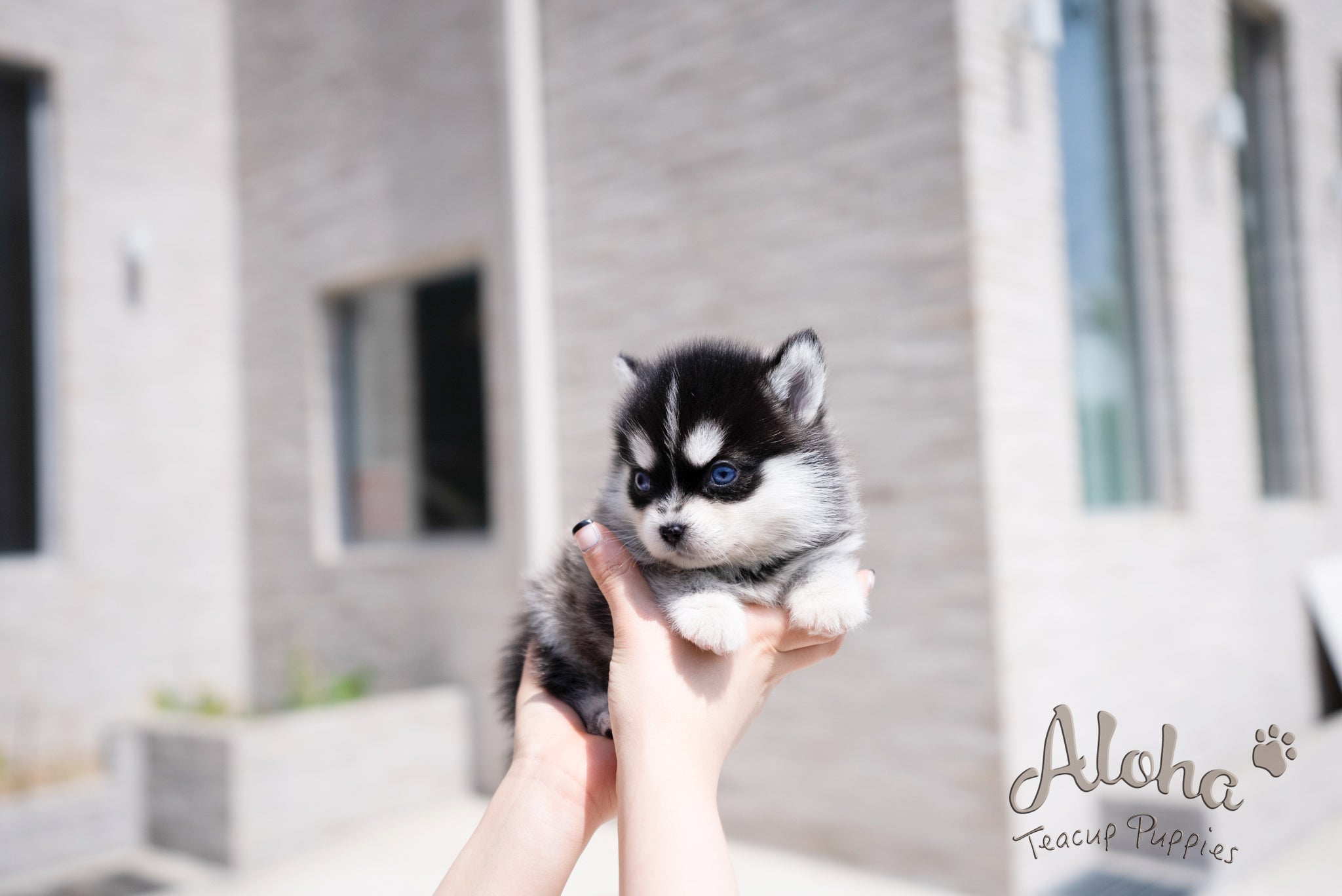 Alex [Pomsky TAZA DE TÉ]