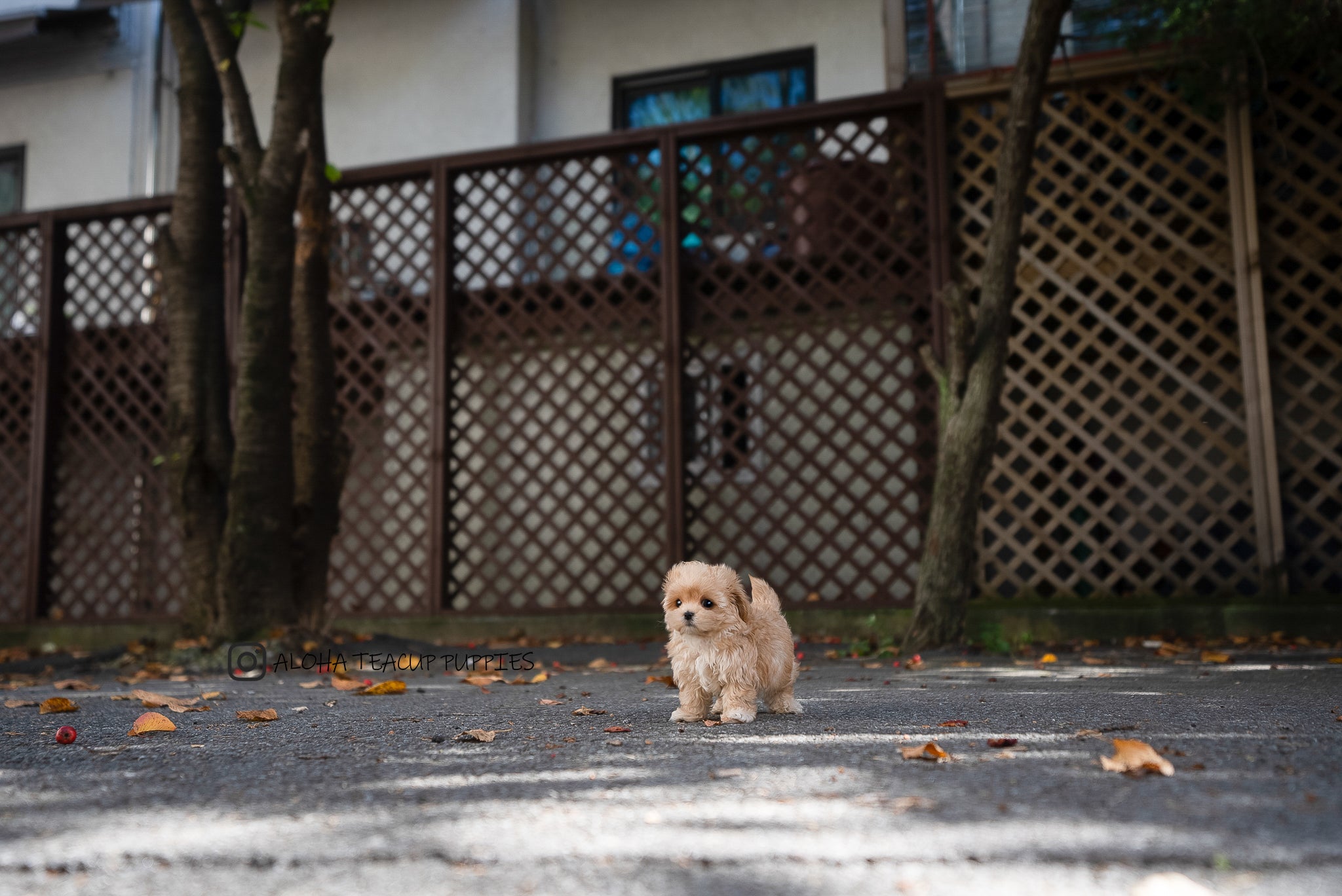 Soren [TEACUP Maltipoo]