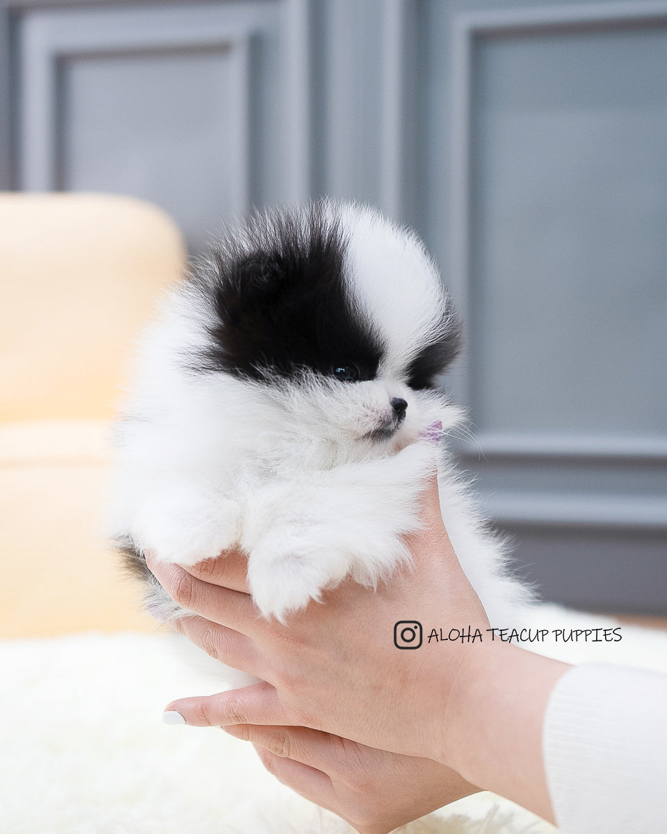 Linda [Pomerania DE BOLSILLO]