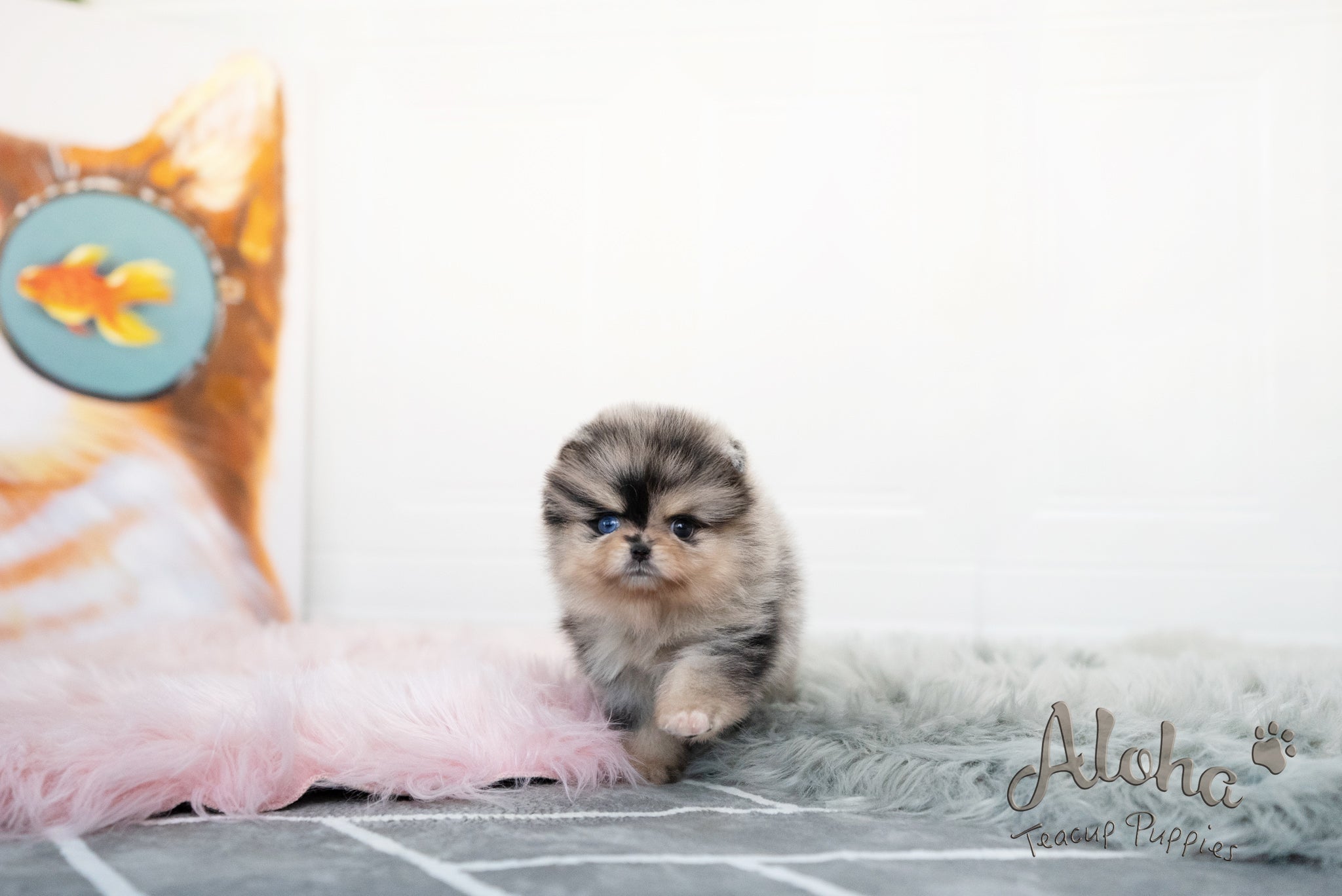 Lucian [TEACUP POMERANIAN]