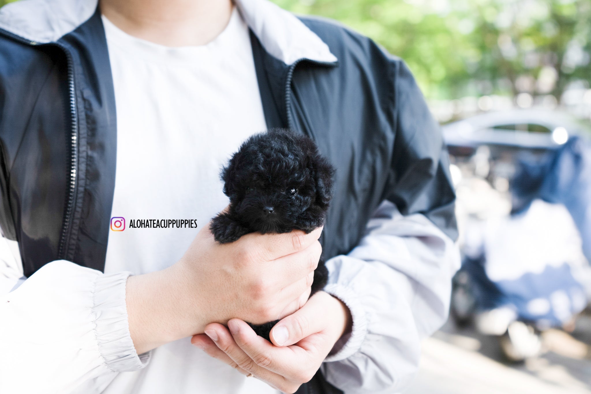 Jorro [TEACUP POODLE]