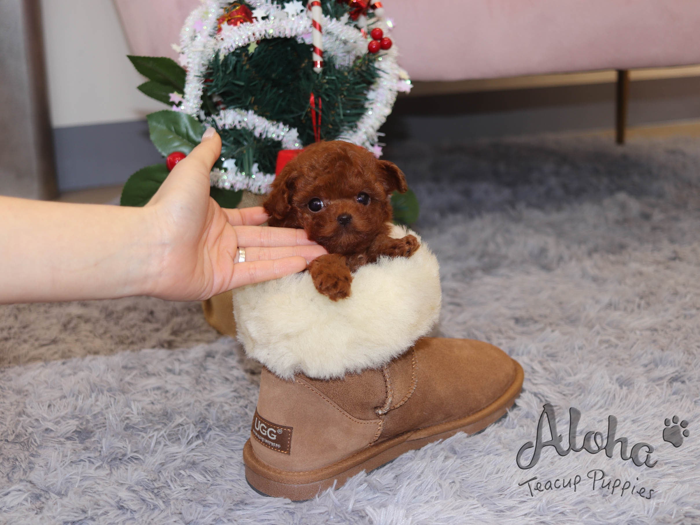 Teddy [TEACUP POODLE]
