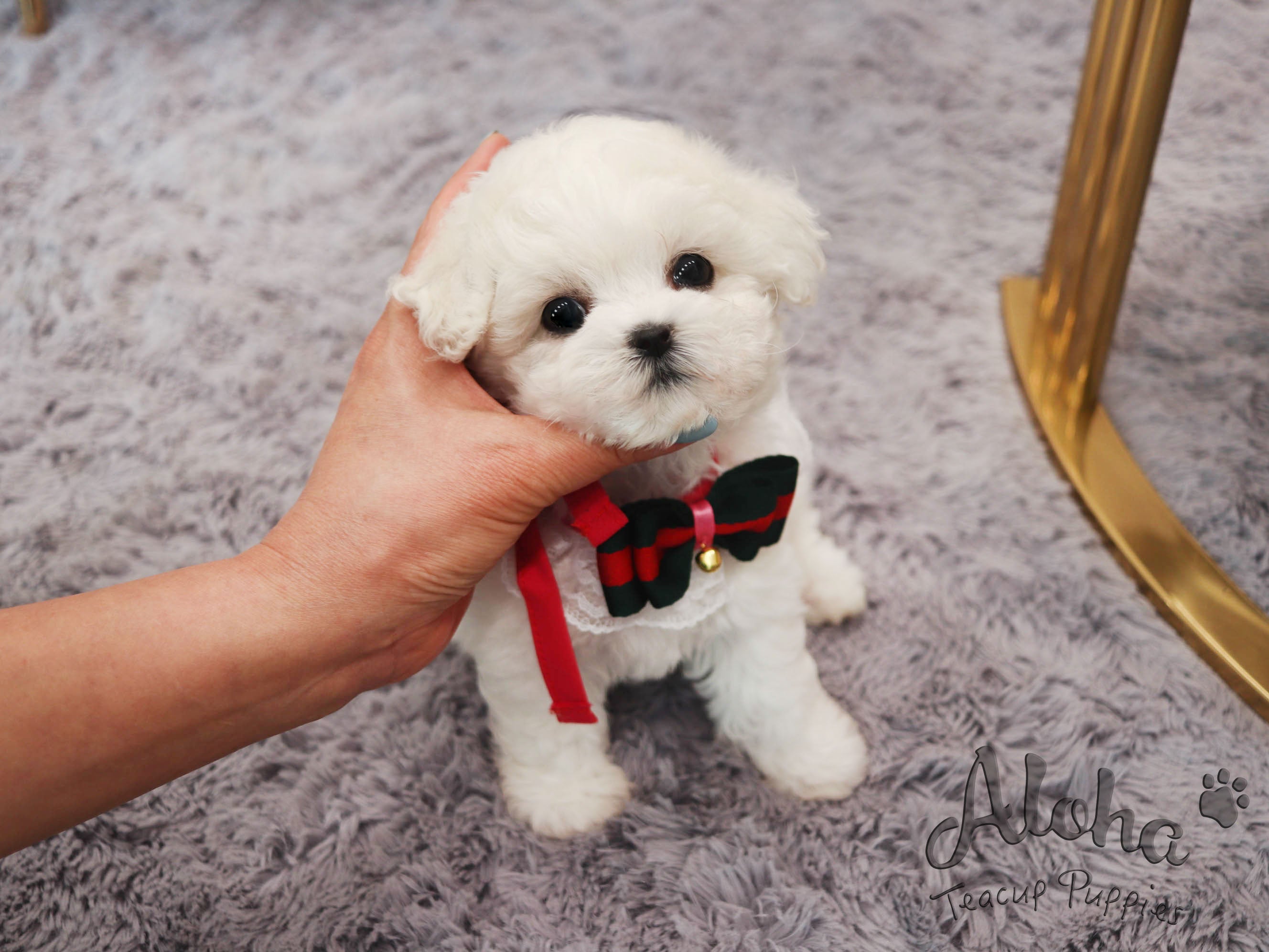 CHANEL [TEACUP BICHON]
