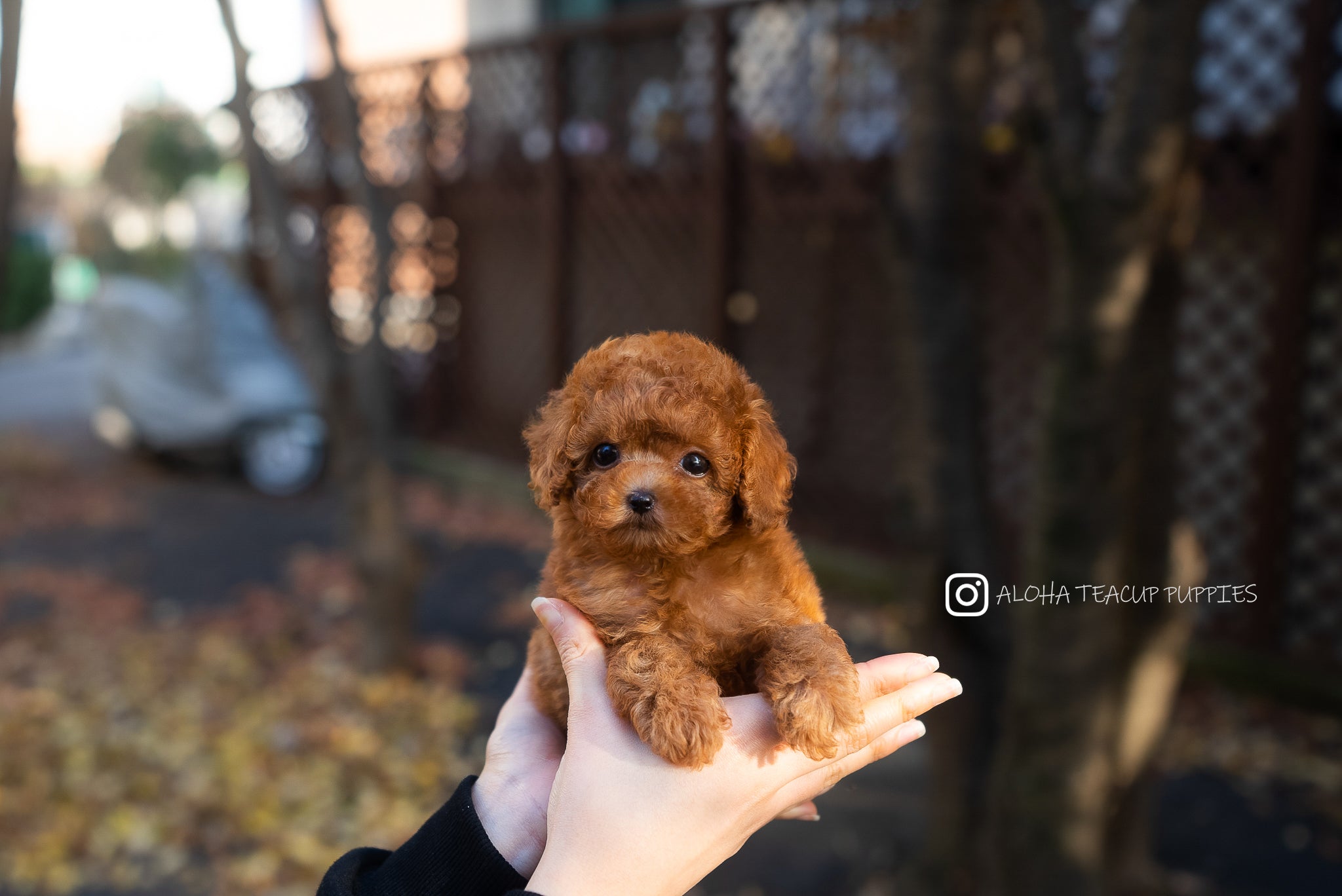 Bianca [TEACUP POODLE]