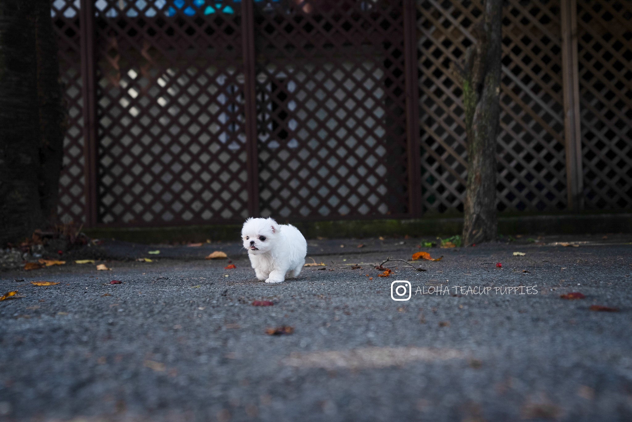 Cara [TEACUP MALTESE]
