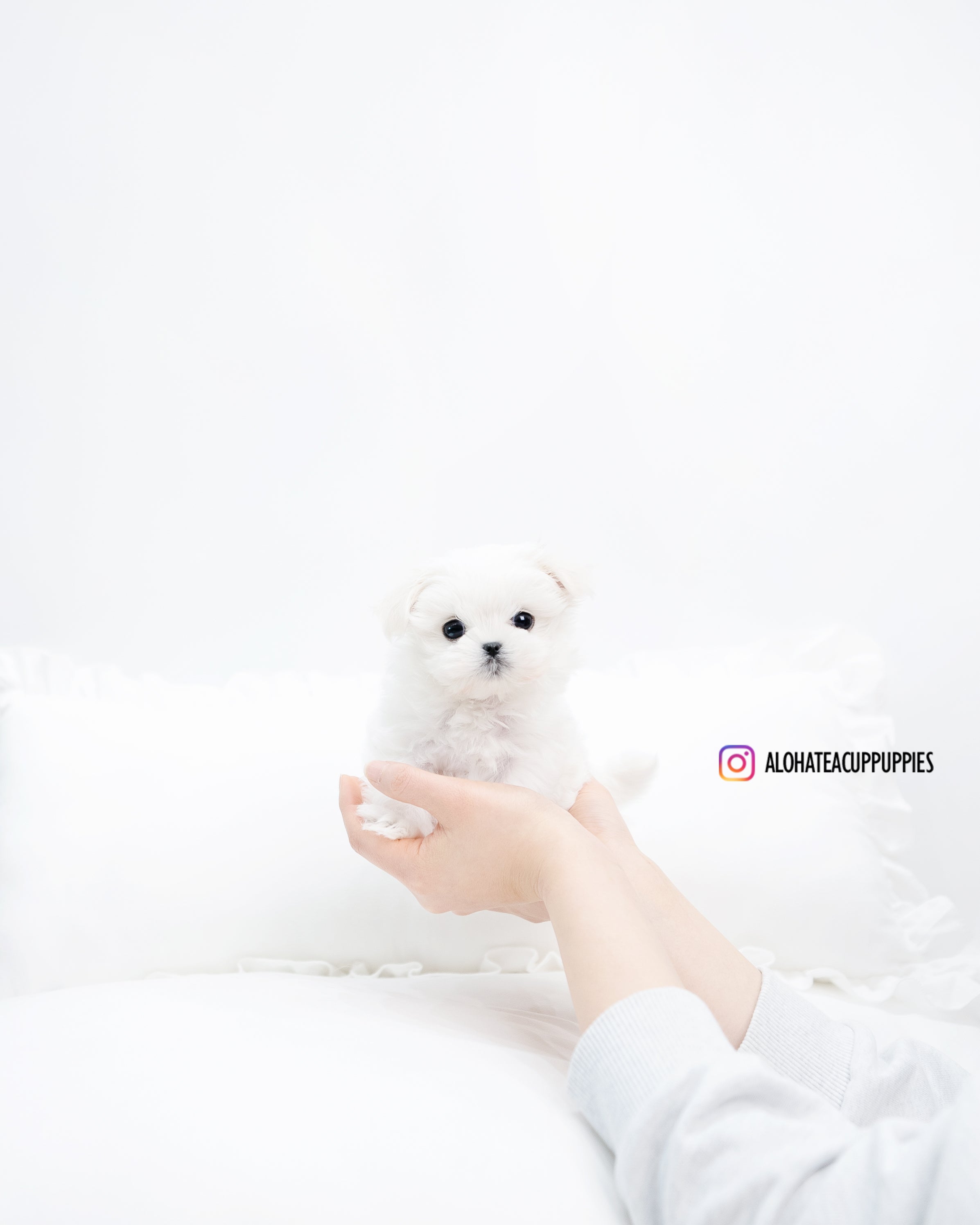 abel [TEACUP MALTESE]