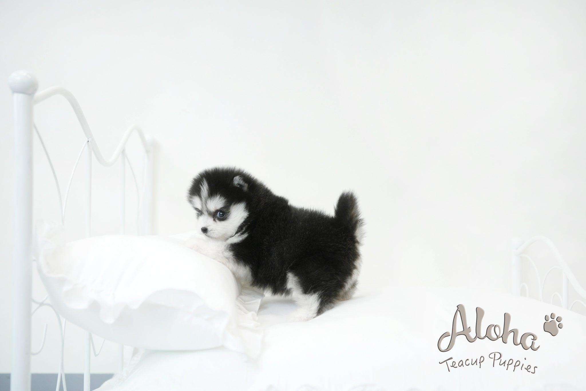 Emma&Edison [TEACUP POMSKY]