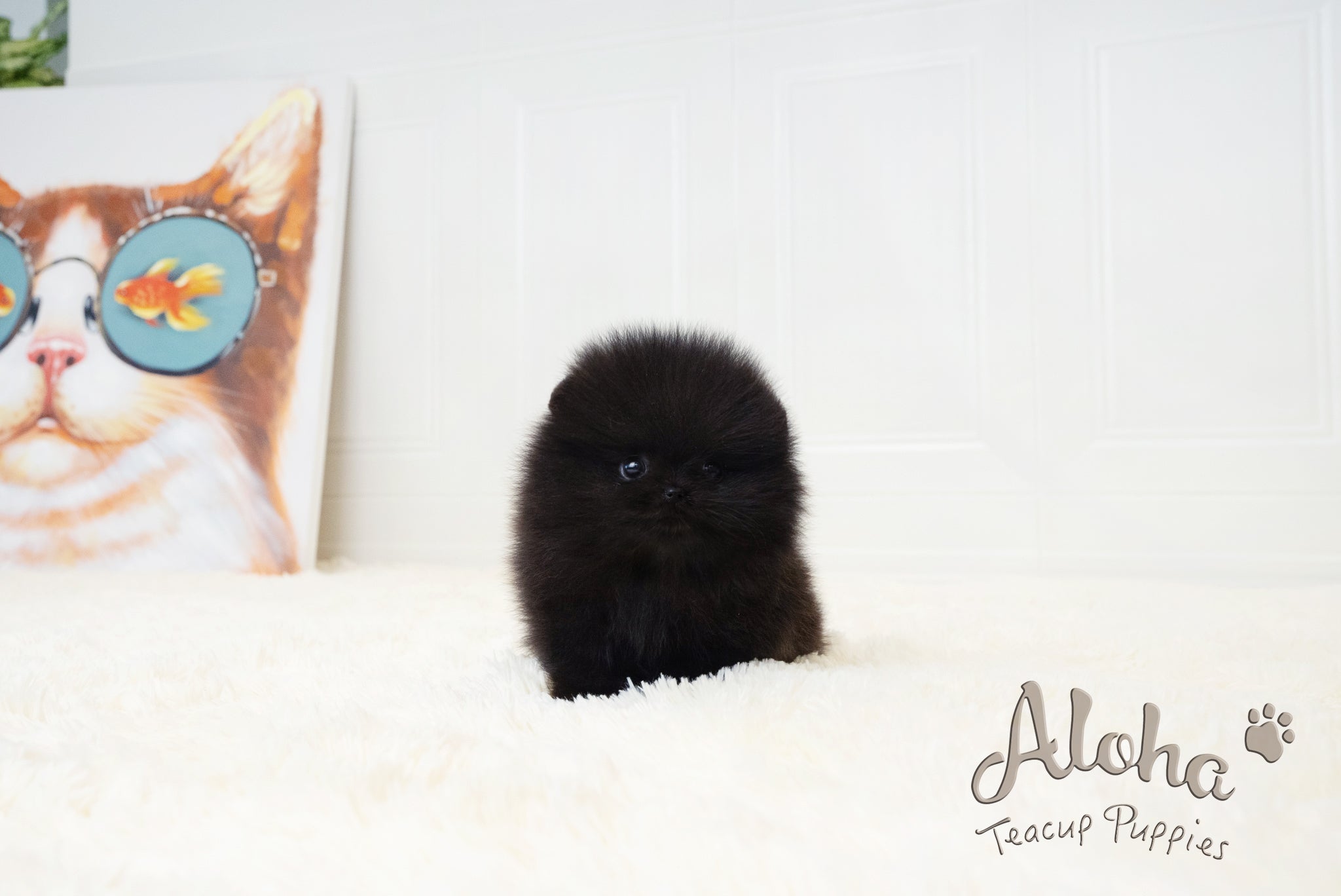 Dante [TEACUP POMERANIAN]