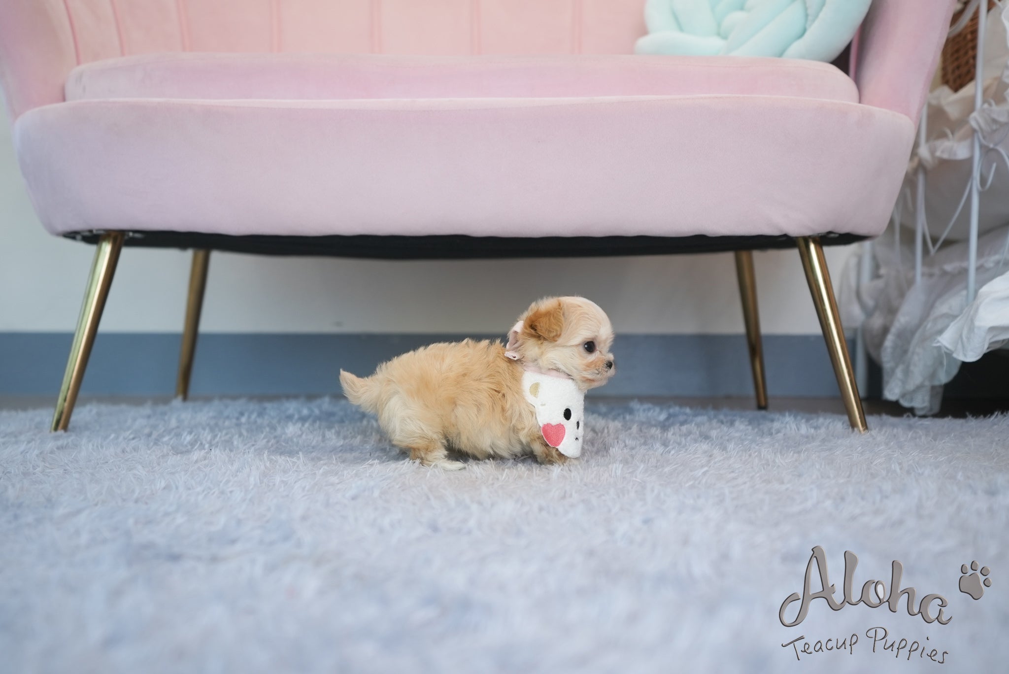 MAPLE [TEACUP MALTIPOO]
