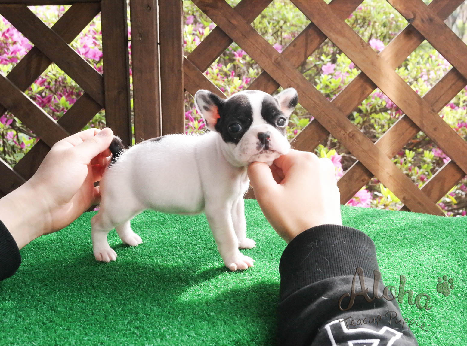 Sold to Jessie, Max [Teacup French]