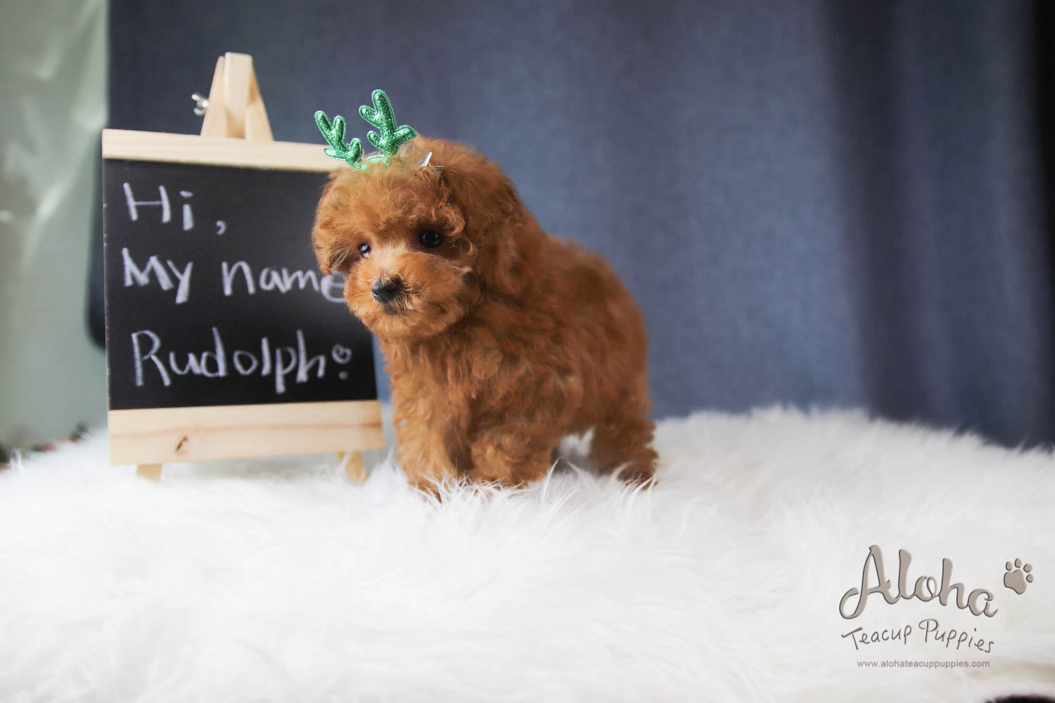 Rudolph - [Poodle]