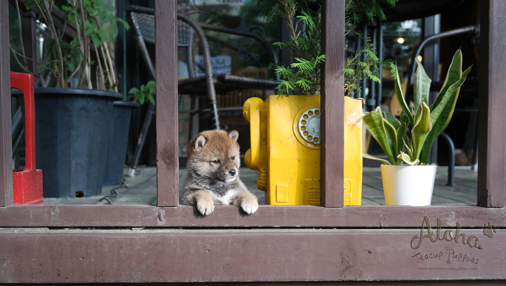 Michiko - [Shiba Inu] - Sold to Daisuke Yamashita