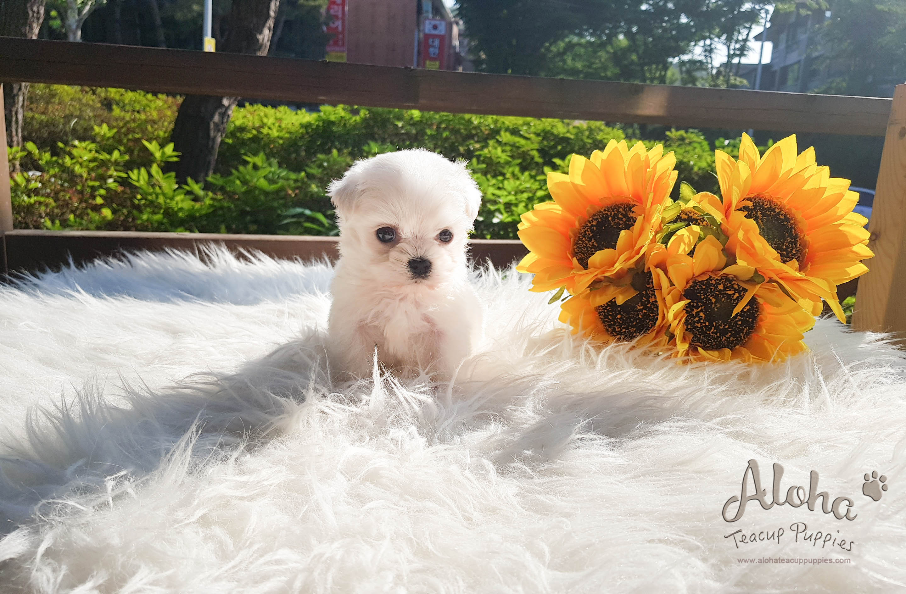 Macchiato - [Maltese] - Sold to Rachelle Benincasa