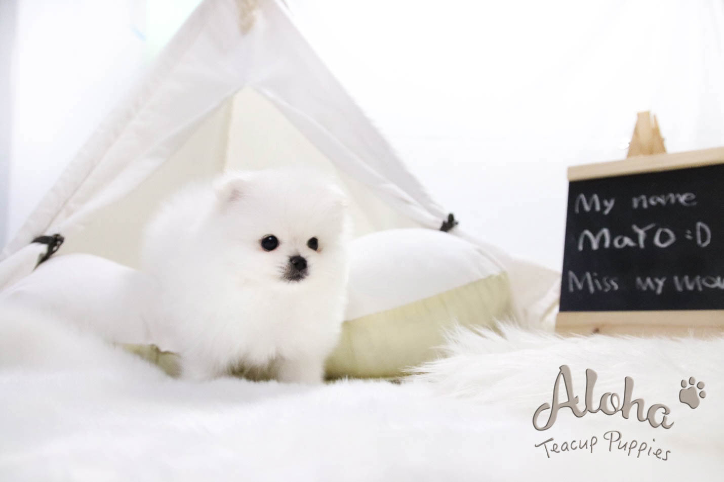Vendido a Jessica, Mayo - [Pomerania]