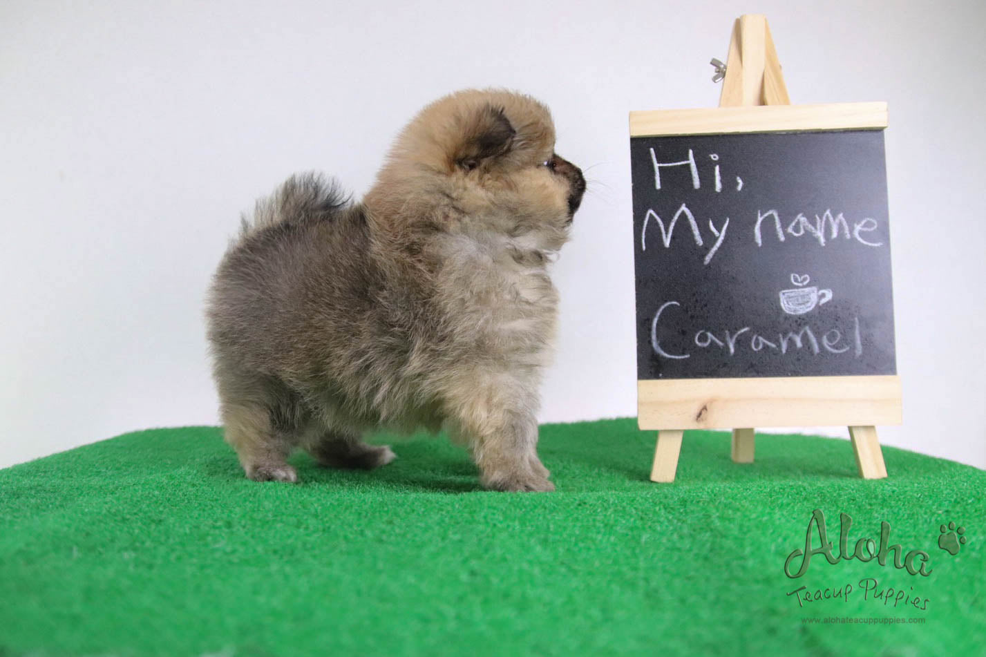 Caramel - [Pomeranian] - Reserved by Candide Monette