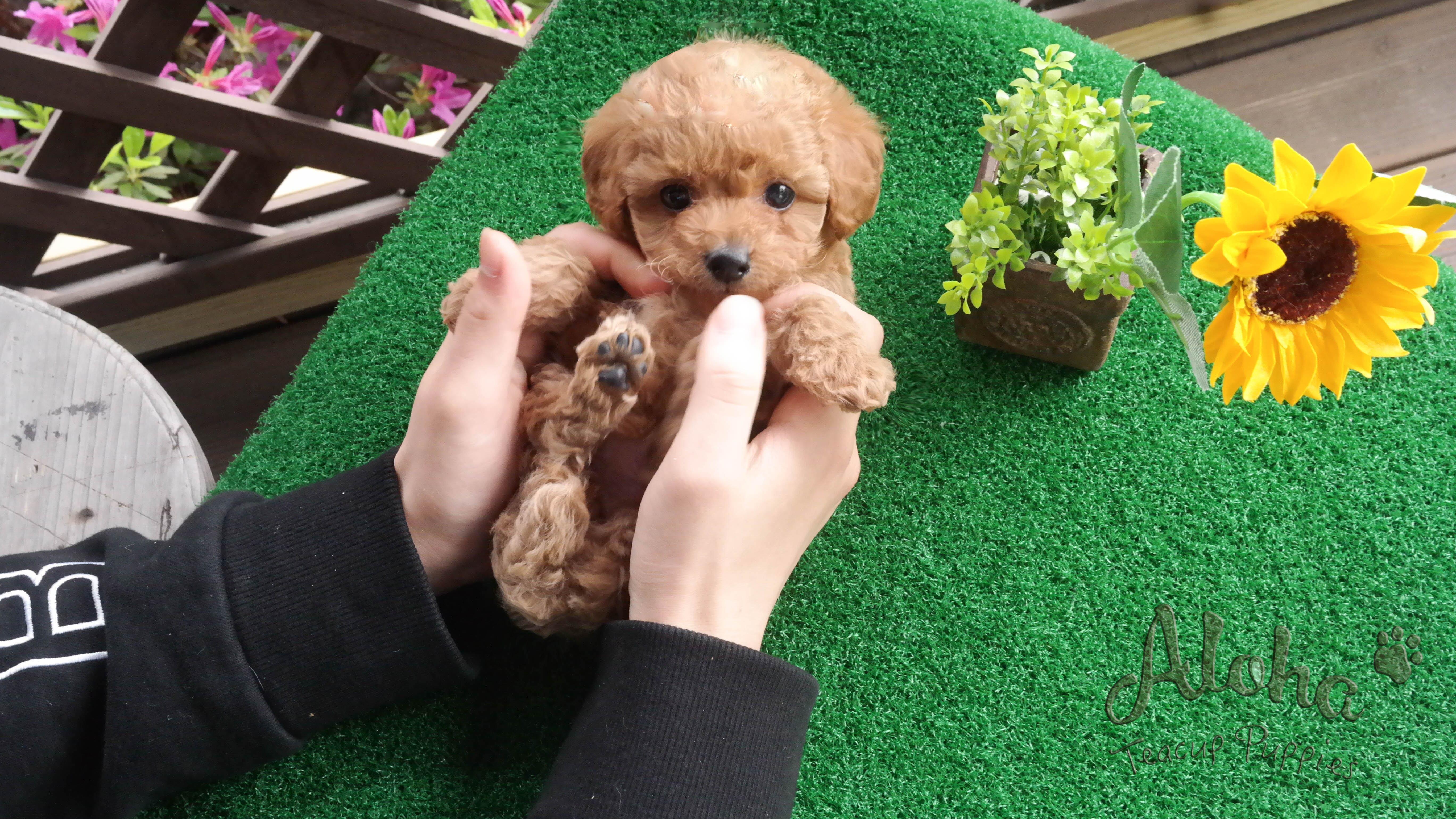 Sold to Kailie, Fluffy [TEACUP MALTIPOO]