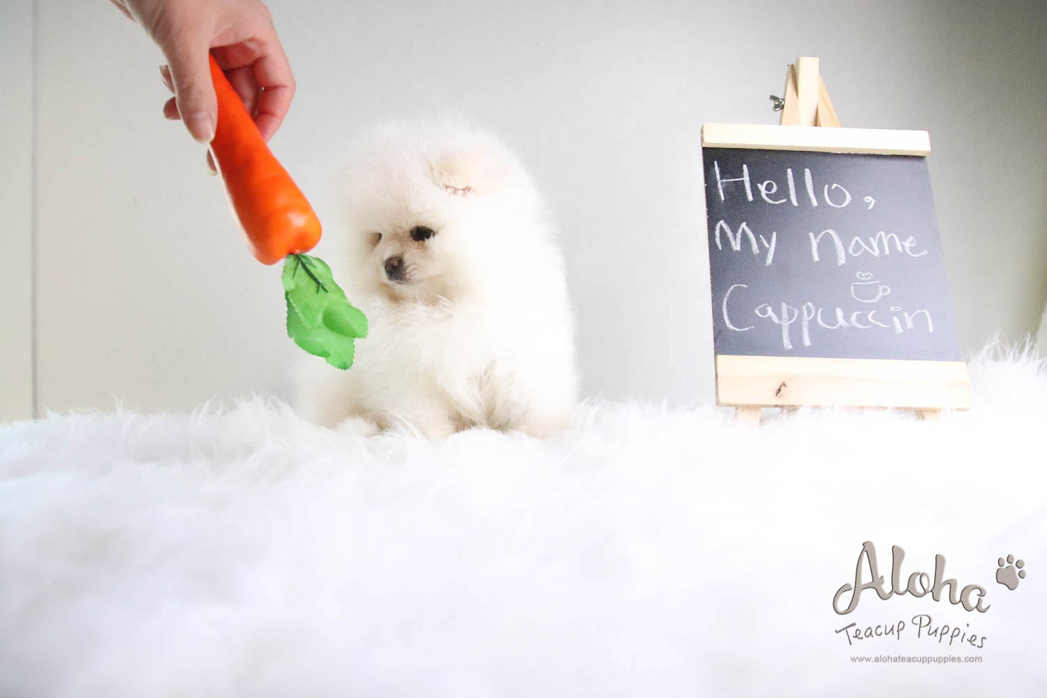 Cappuccino - [Pomeranian] - Reserved by Candide Monette