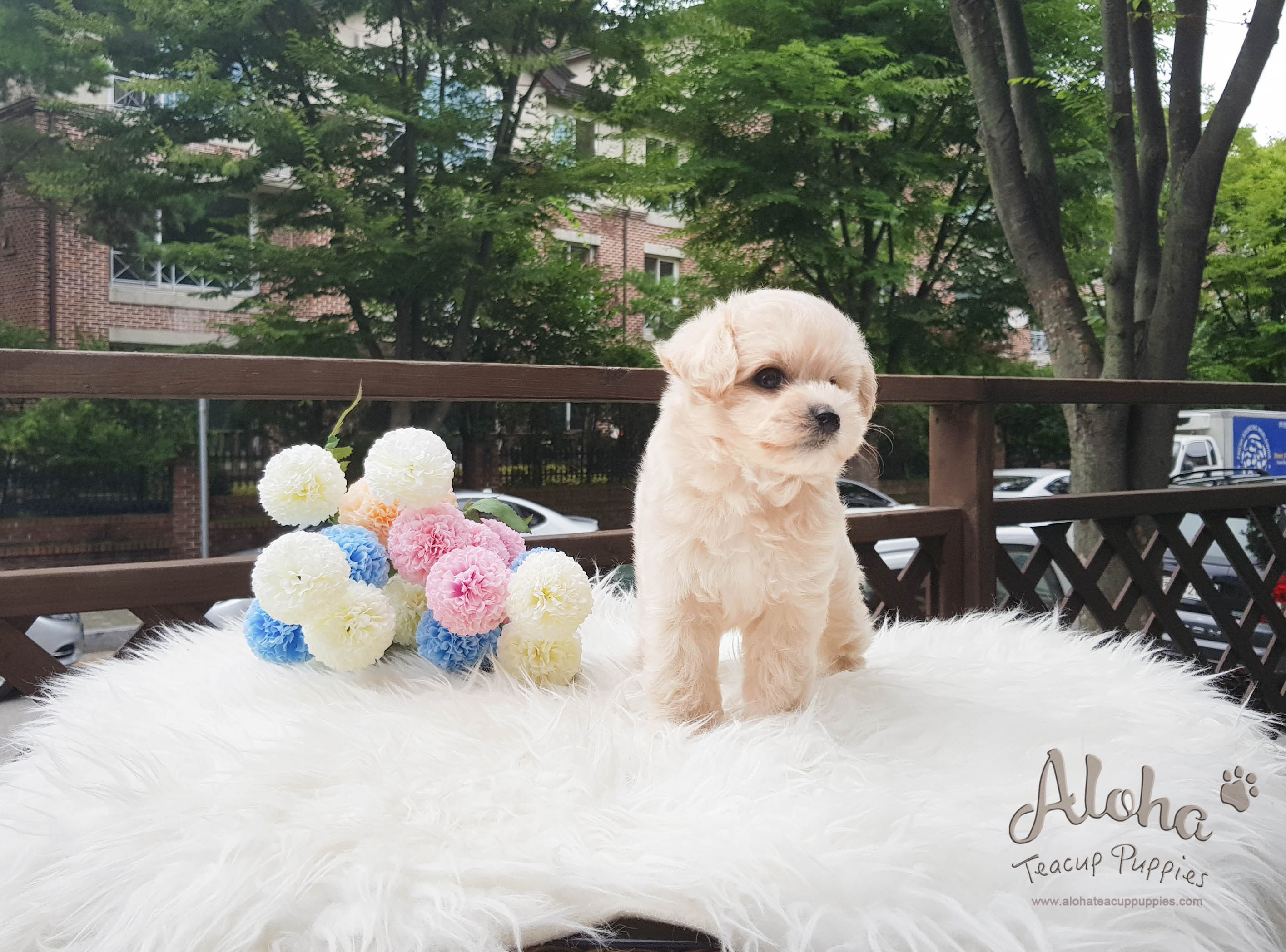 Drako - [Malti-poo]
