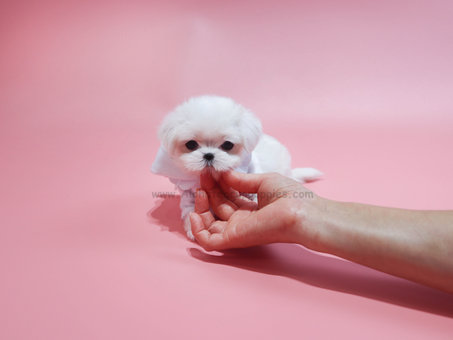 Sally [TEACUP MALTESE]