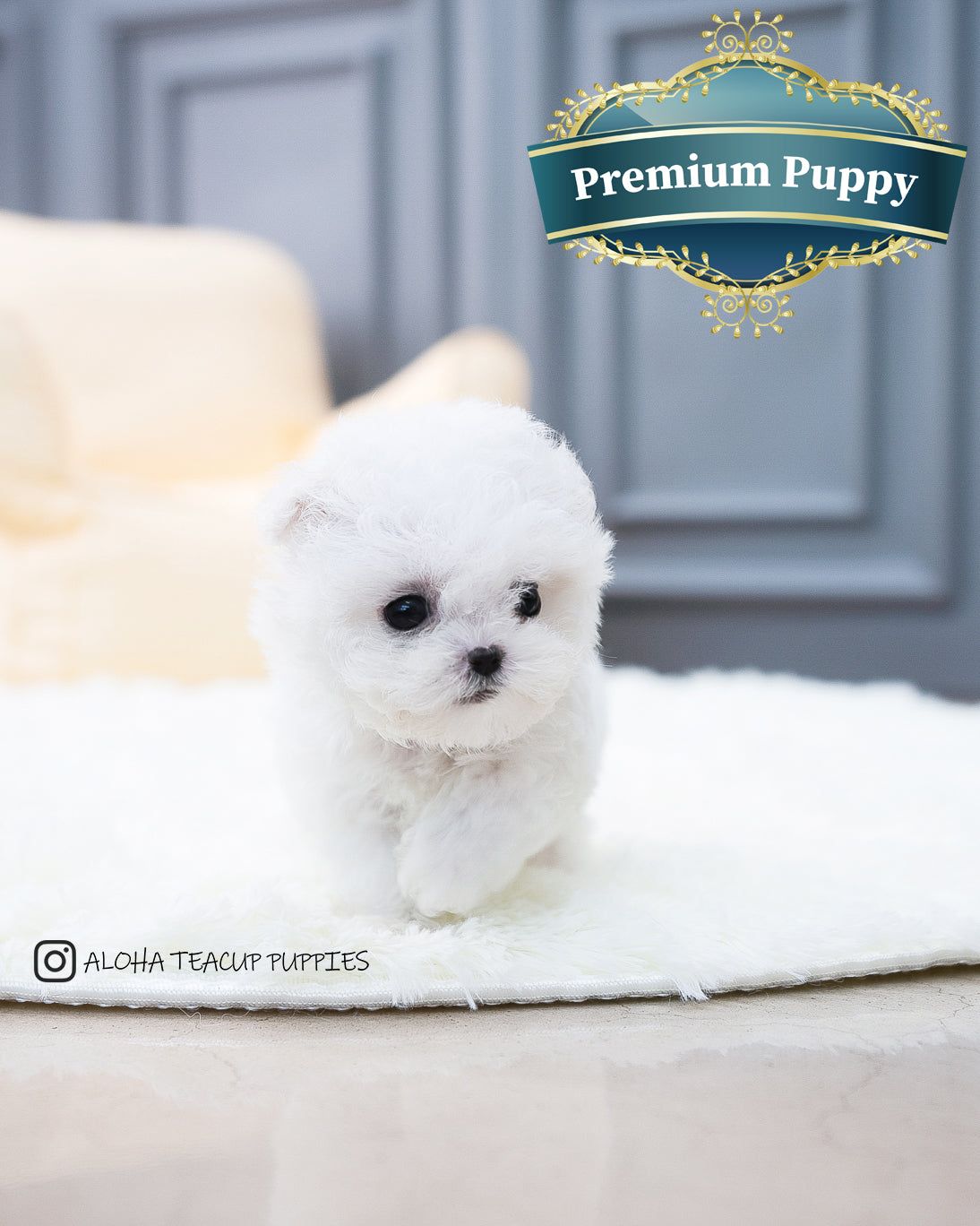 Ashley [TEACUP BICHON]