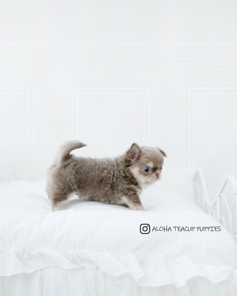 Hugo [CHIHUAHUA]