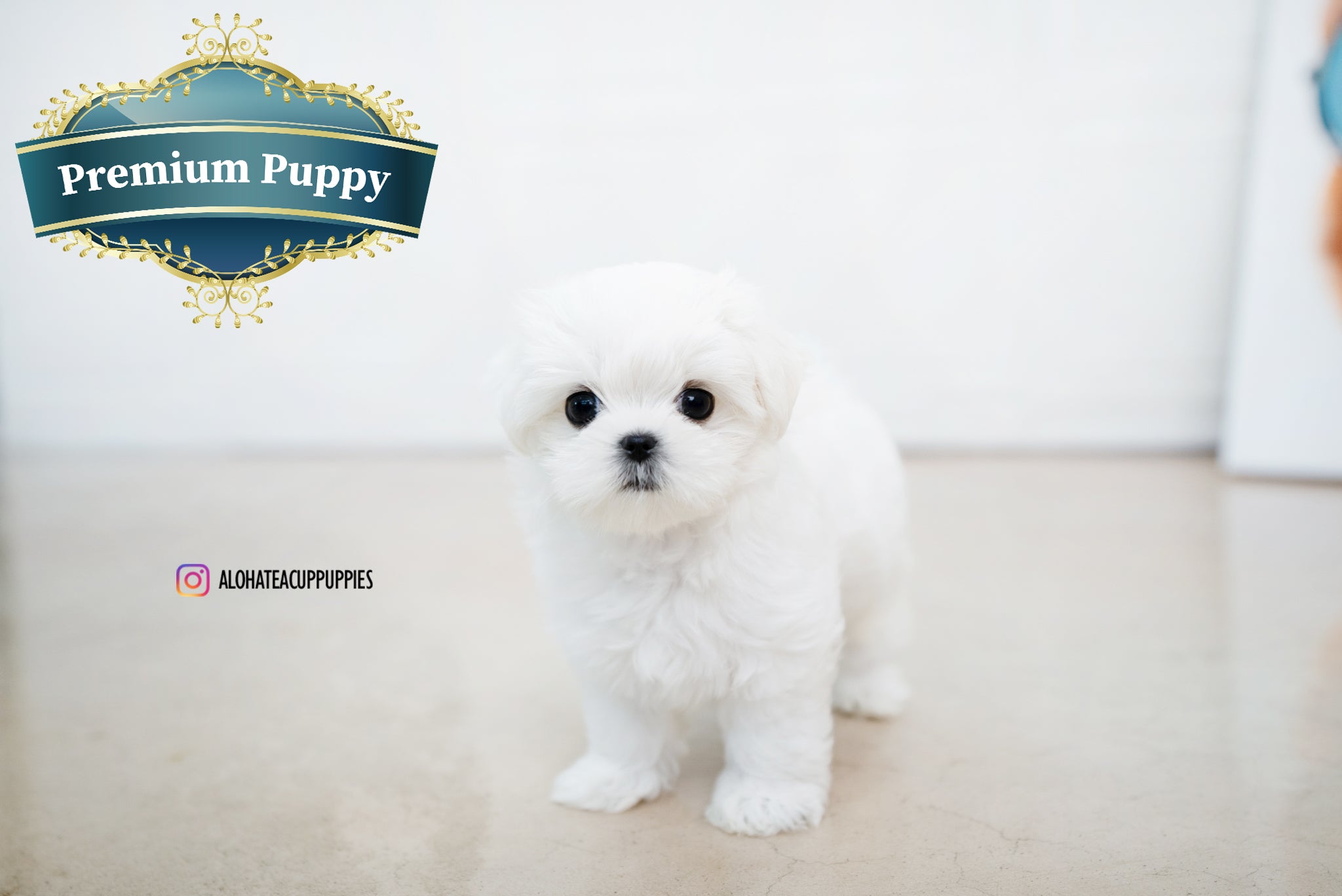 Helen [TEACUP MALTESE]