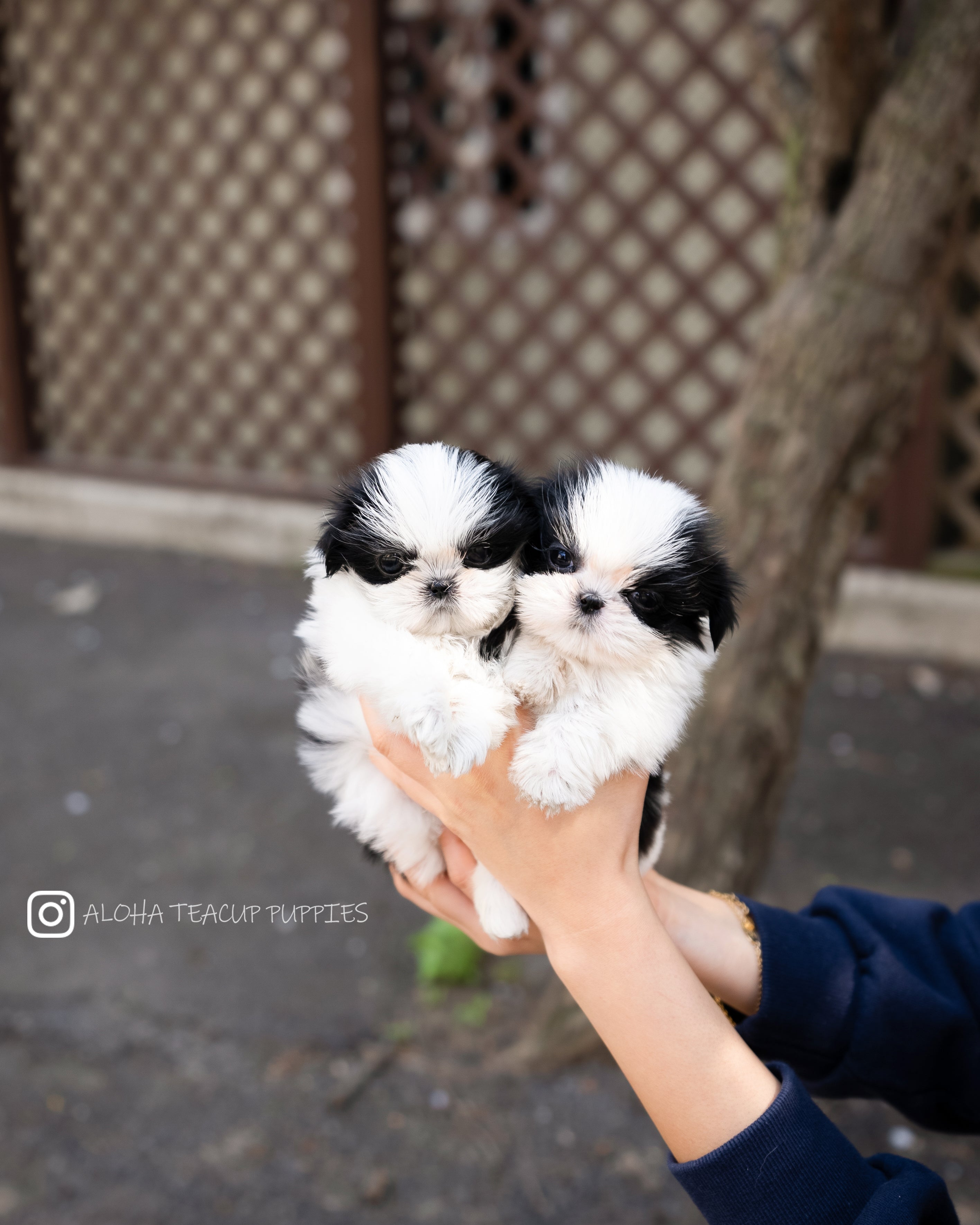 Jude [TEACUP SHIHTZU]