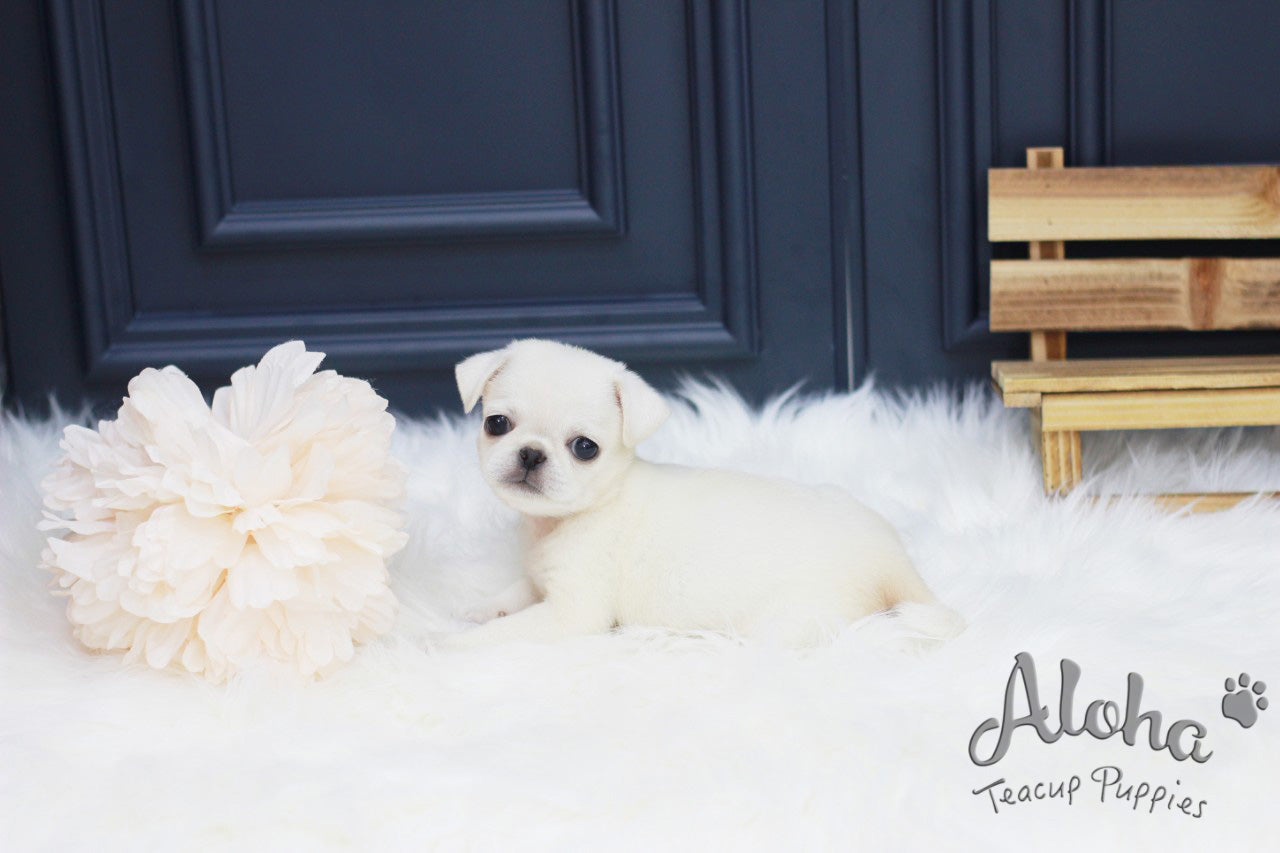 Vendido a Hanna, Annabel [Pug TAZA DE TÉ]