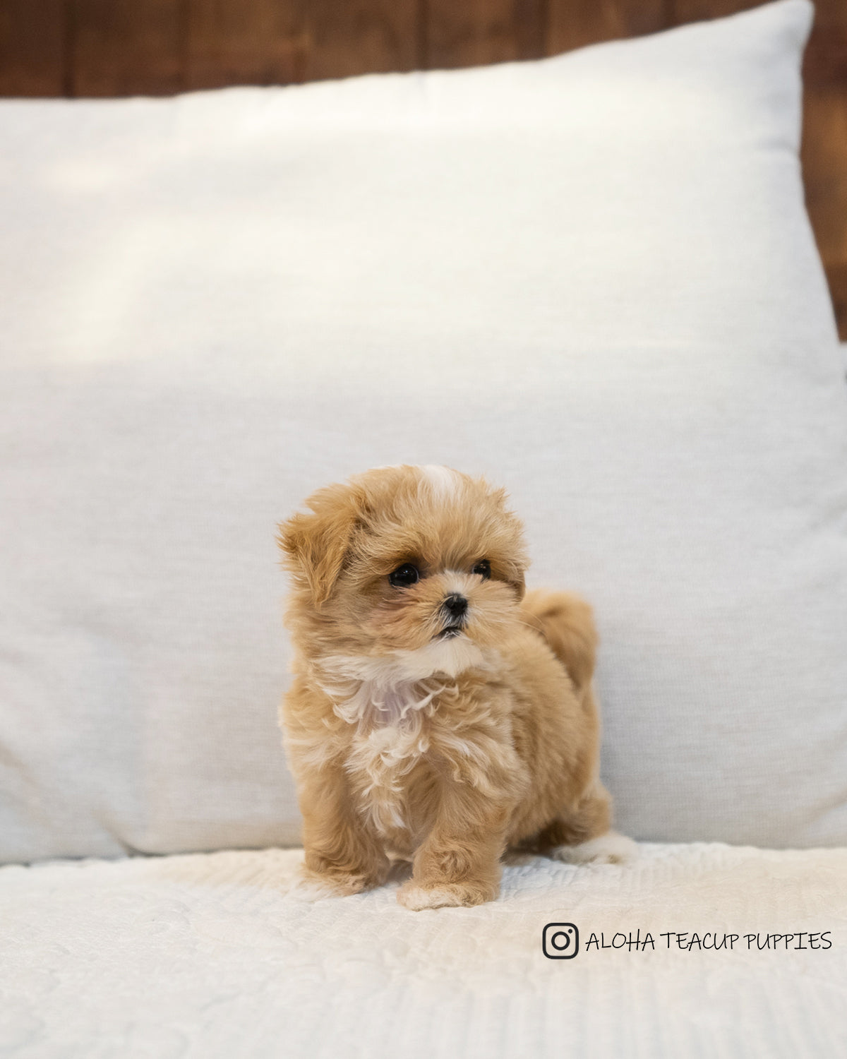 Hazel [TEACUP MALTIPOO]