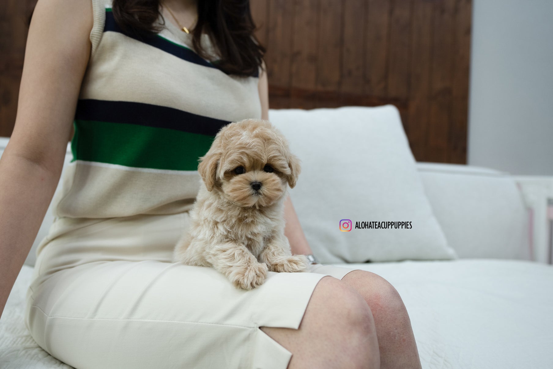 KAKA [TEACUP MALTIPOO]
