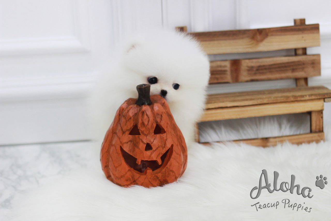 Sold to Katie, Angel [TEACUP POMERANIAN]