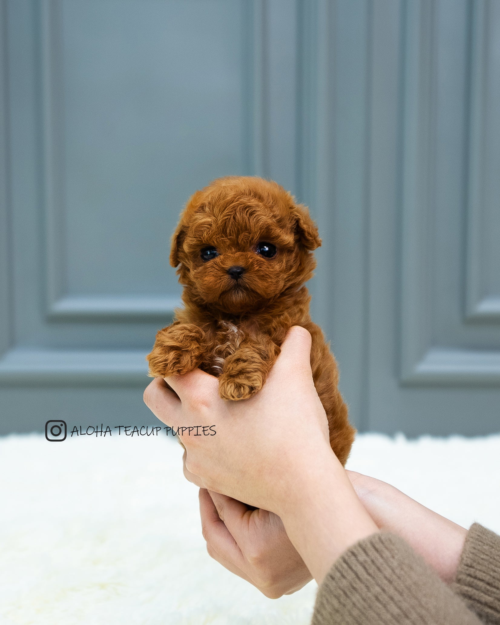 Zinna [TEACUP MALTIPOO]