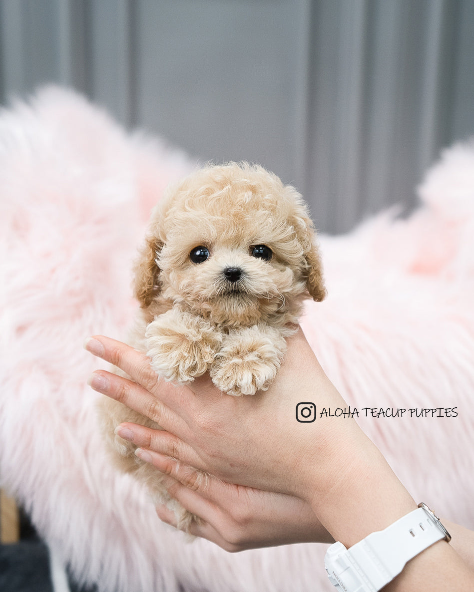 Aaron [TEACUP POODLE]
