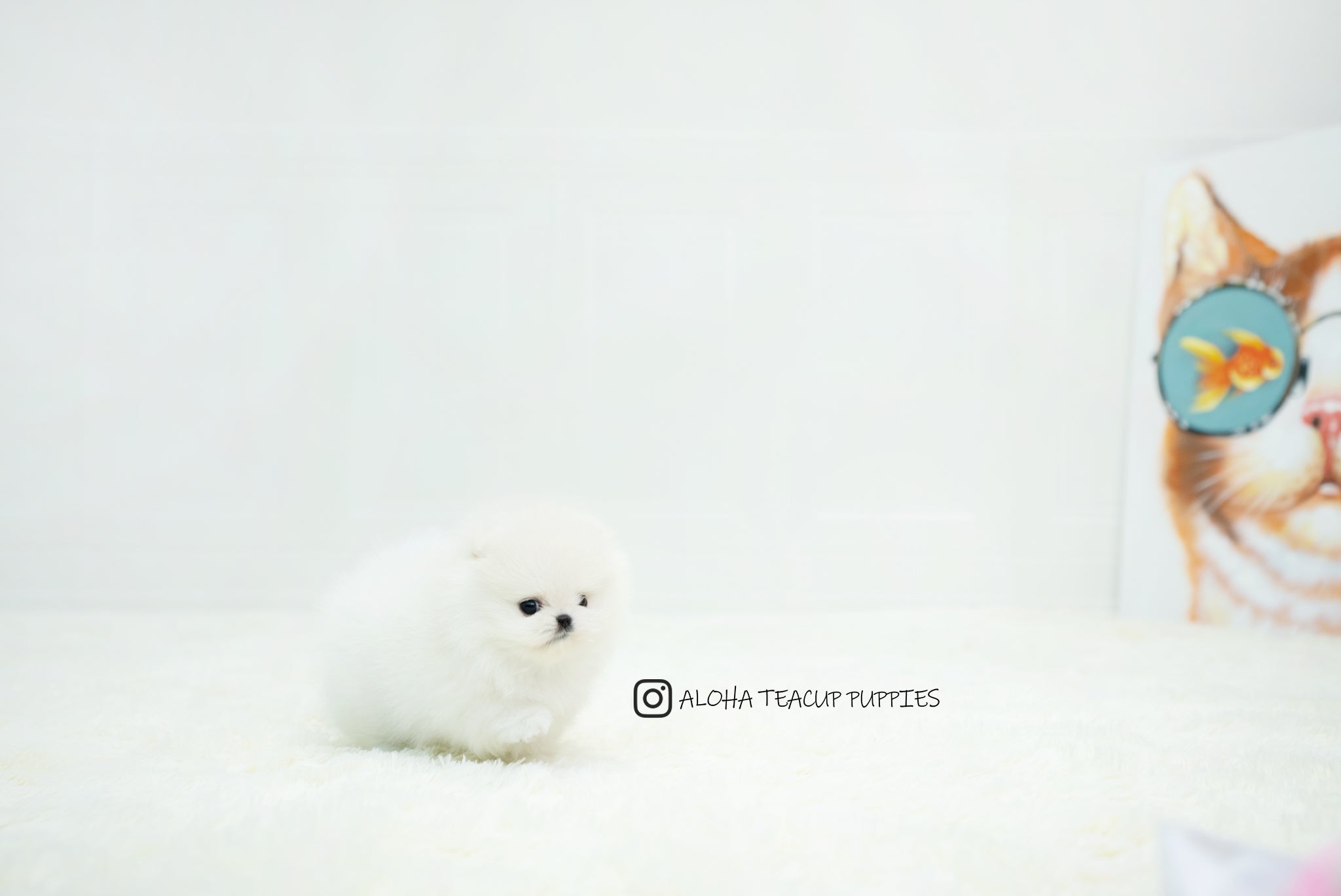 Benjamin [TEACUP POMERANIAN]