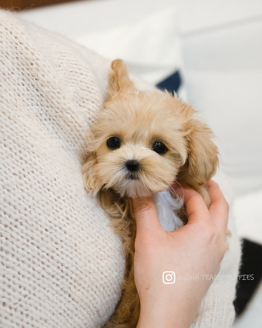 Keily [MALTIPOO TAZA DE TÉ]