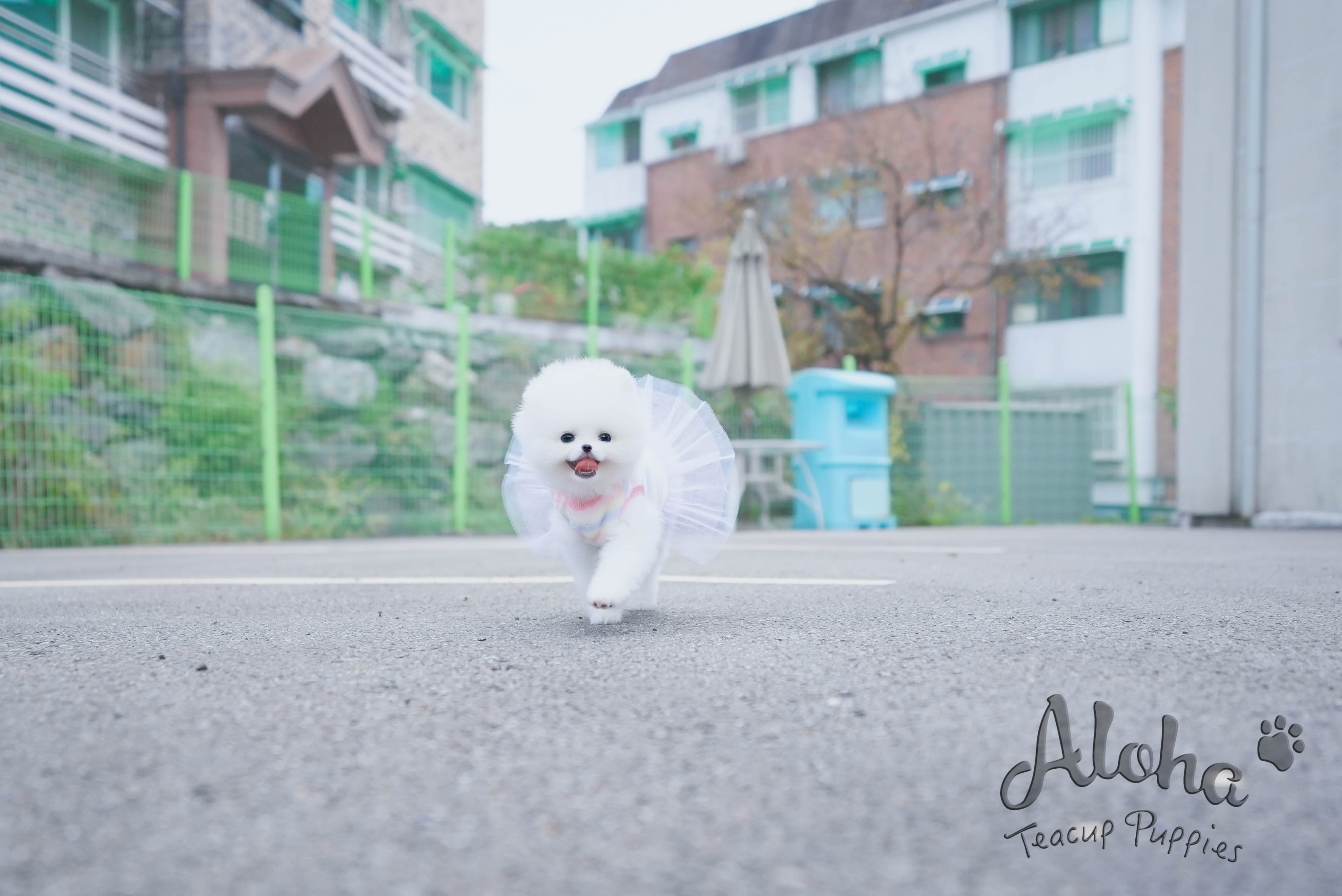 Bear [TEACUP POMERANIAN]