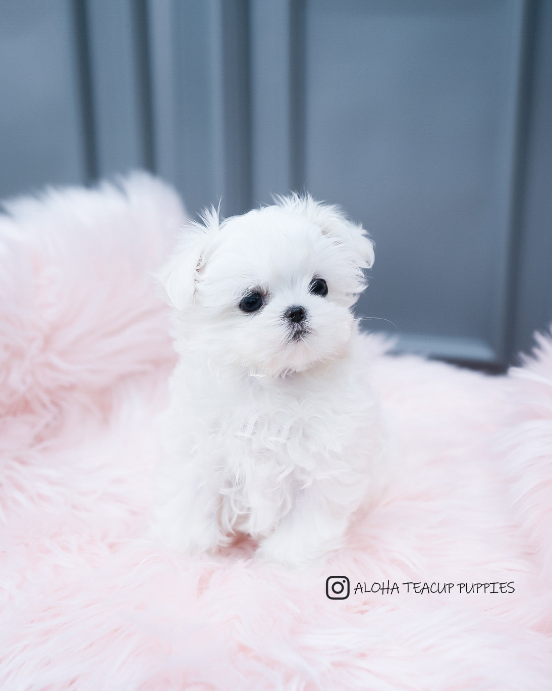 Arlo [TEACUP MALTESE]