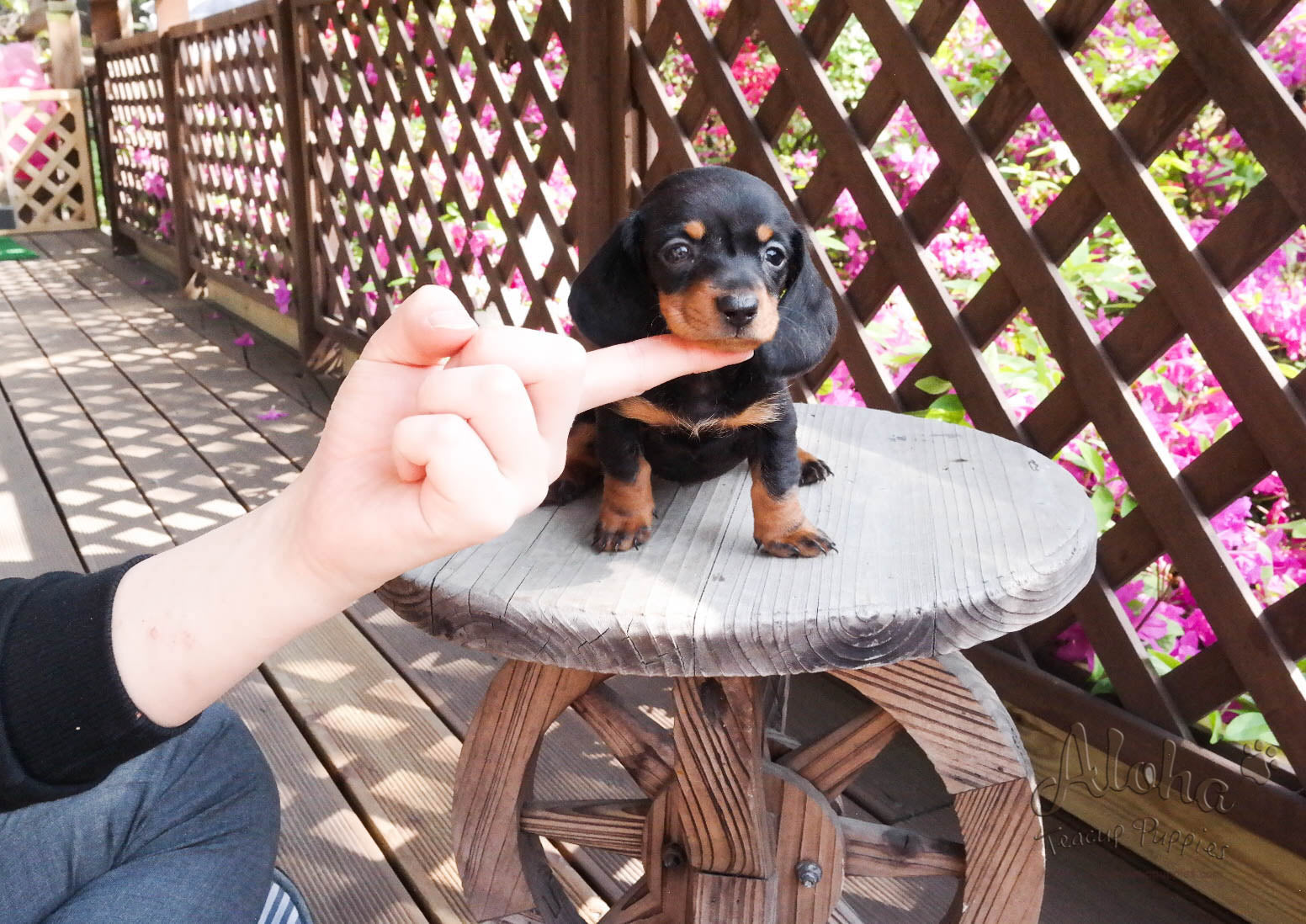 Ñame [Dachshund MINI]