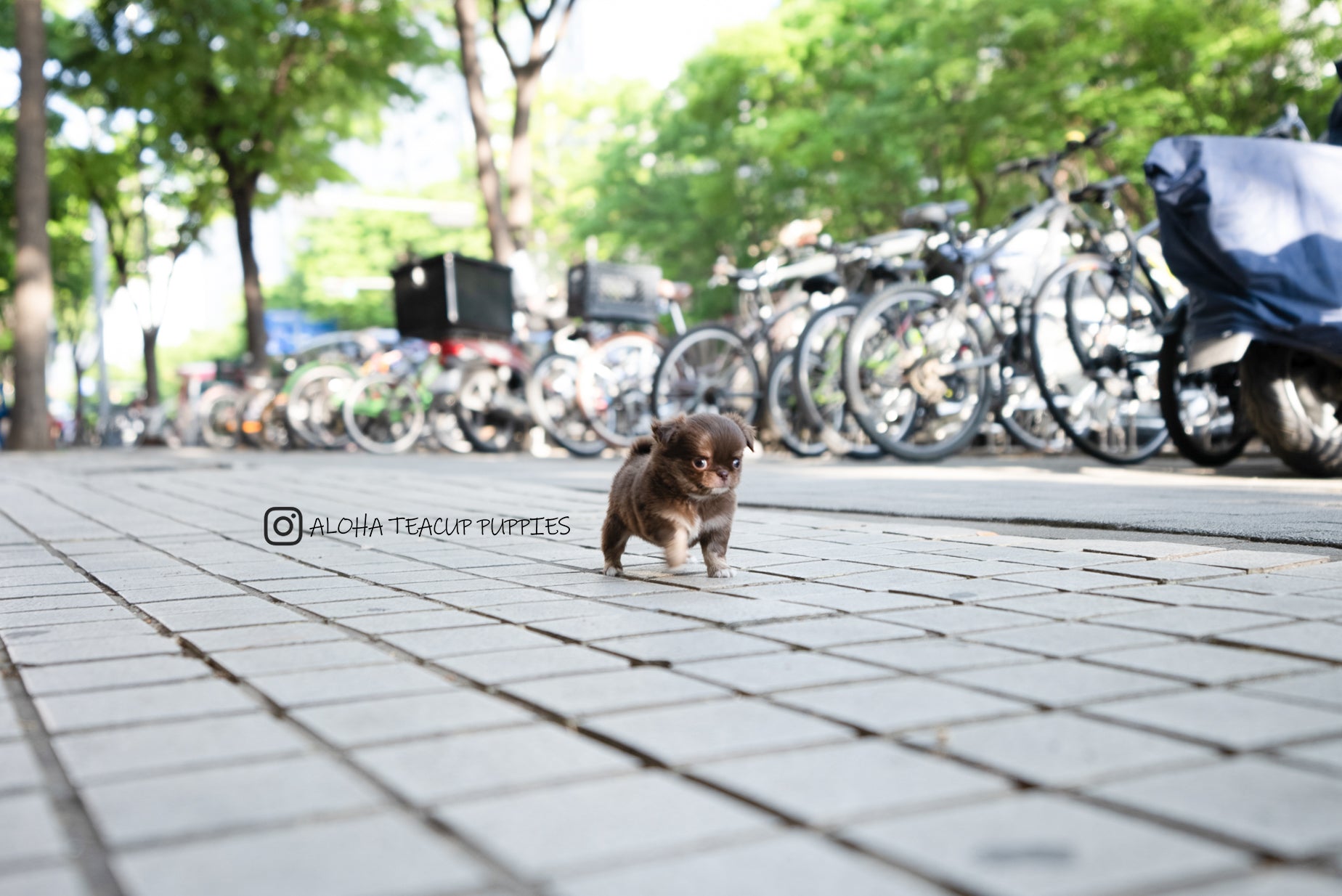 Kenzo [TEACUP Chihuahua]