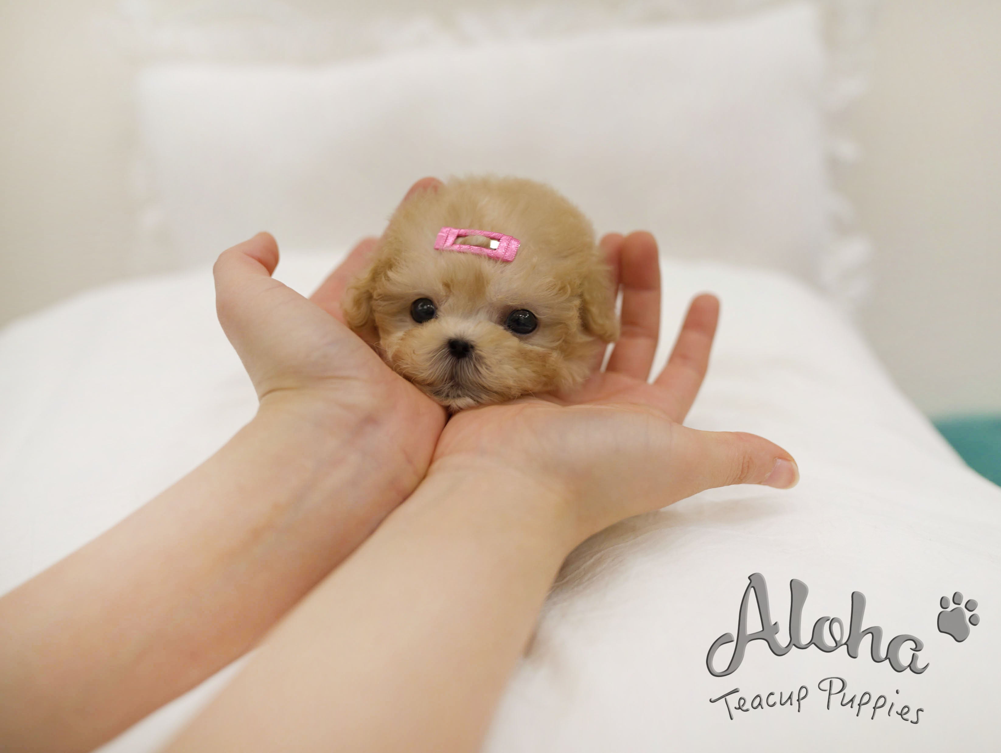 Evelyn [TEACUP POODLE]