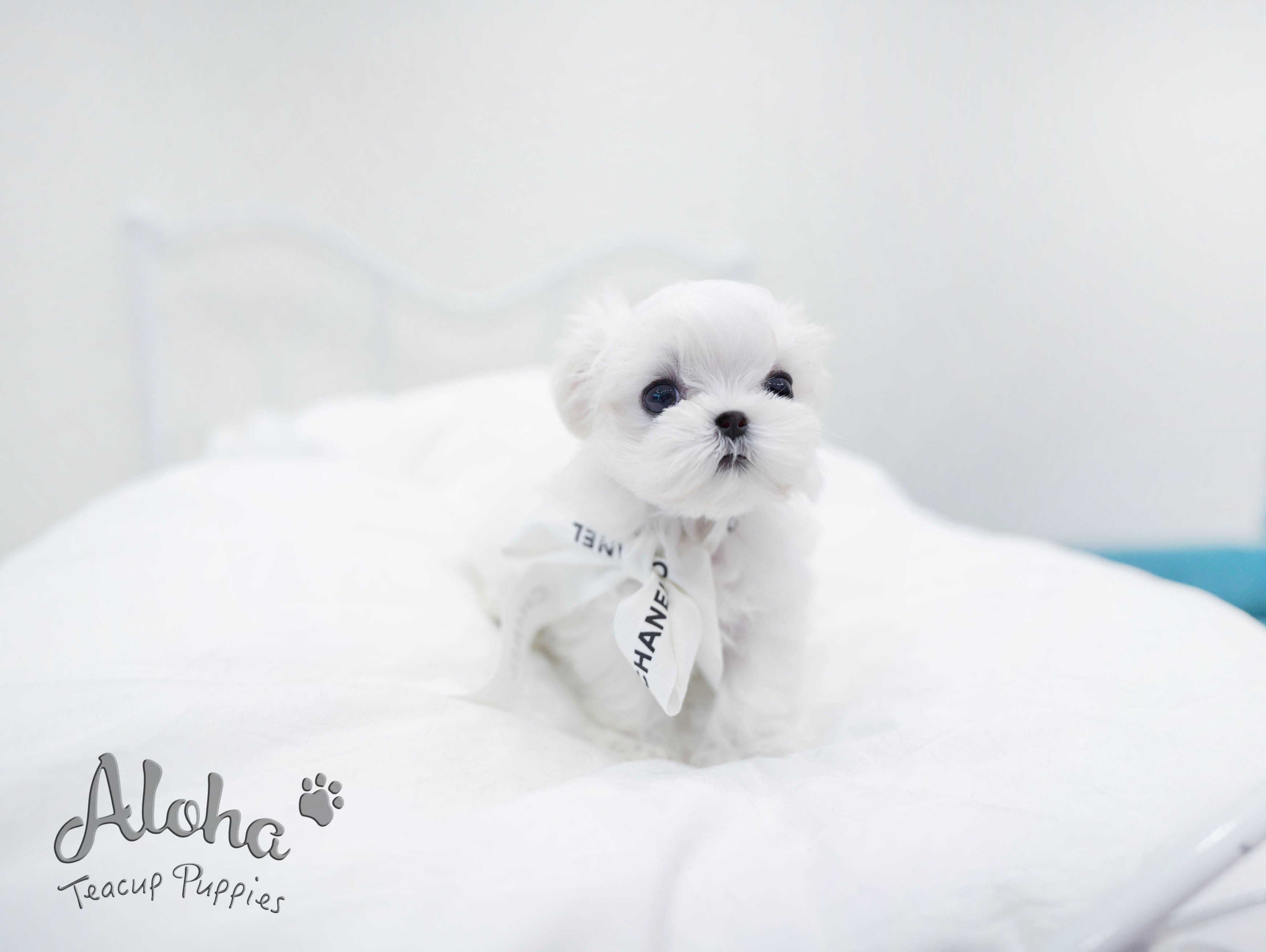 Flory [TEACUP MALTESE]