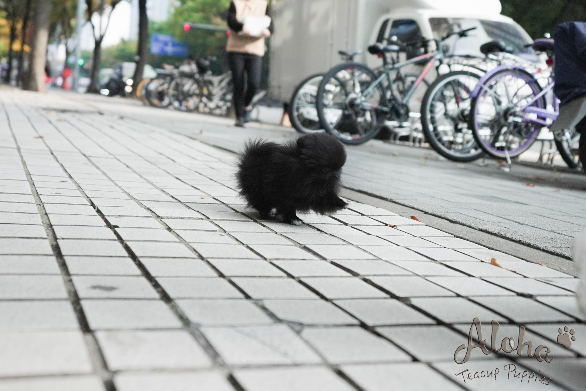 Bella [TEACUP POMERANIAN]