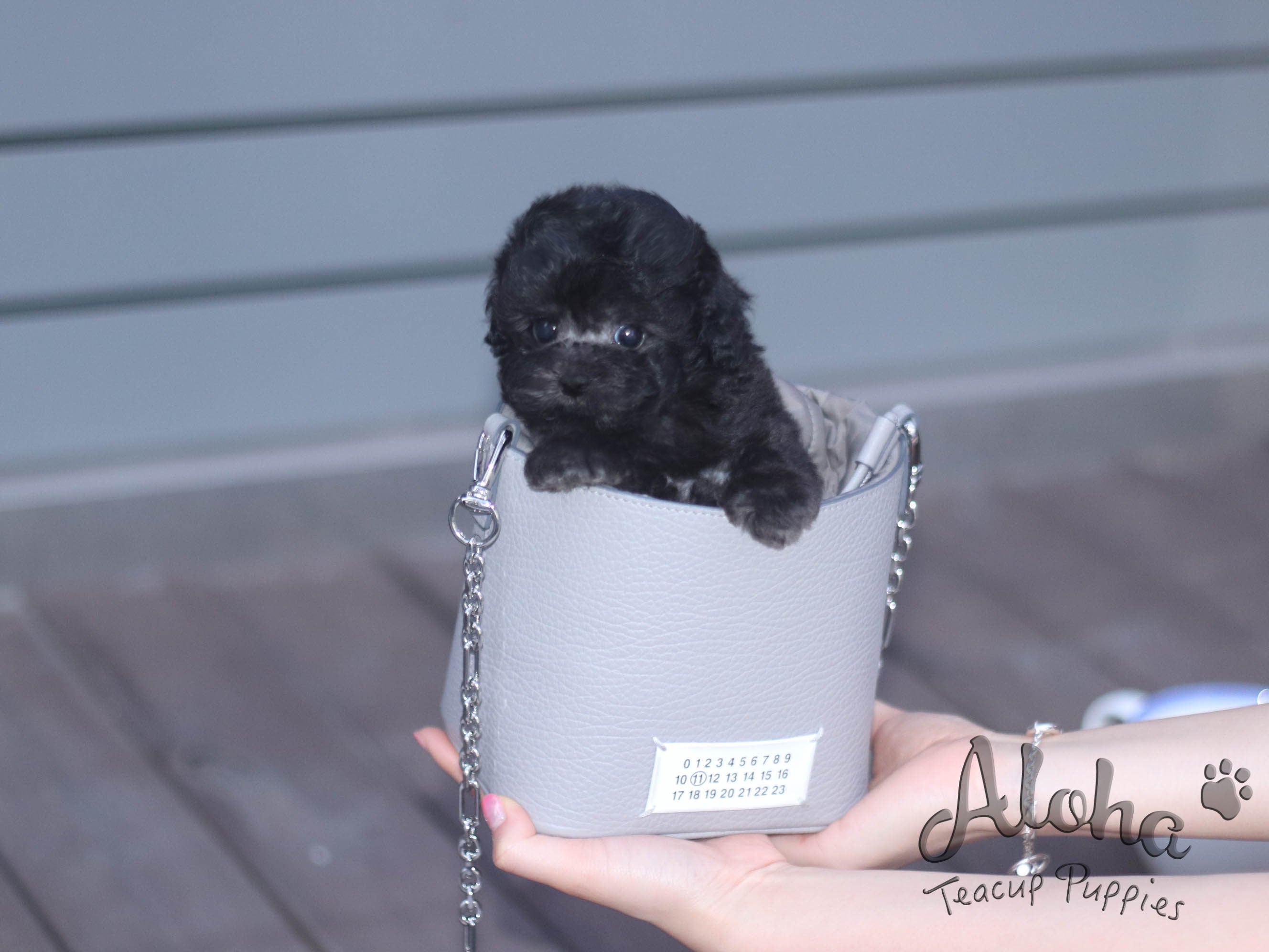 RUBY [TEACUP POODLE]