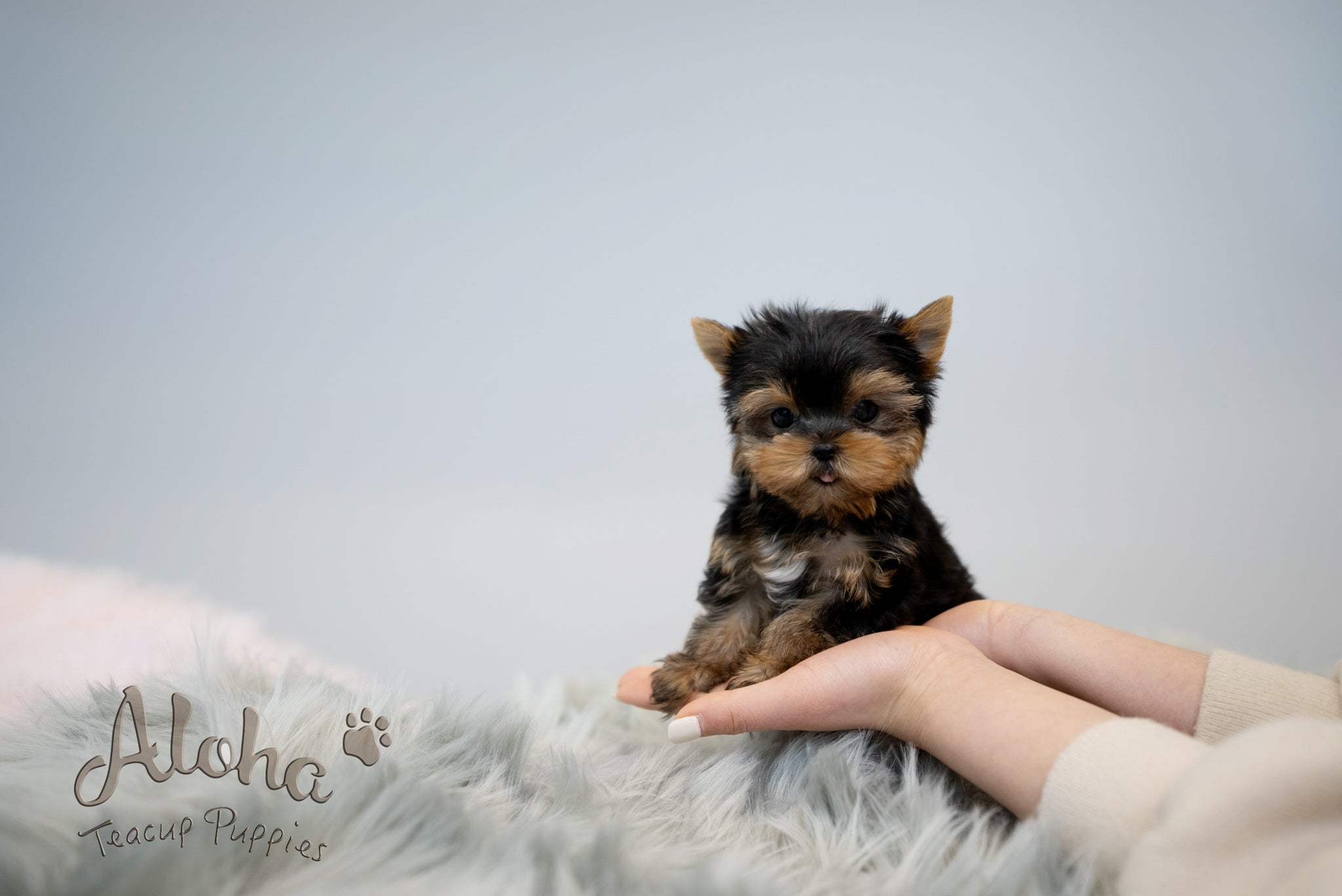 Fanny [TEACUP YORKIE]